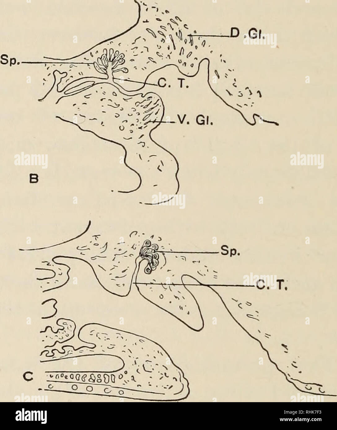 . The biology of the amphibia. Amphibians. D.GI. In the cloaca of the female salamander all three sets of glands may appear, although here they have different functions. The pelvic gland serves as a res- ervoir for the spermatozoa which migrate from the dis- integrating spermatophore held between the lips of the cloaca to these tubules in the roof of the cloaca (Noble and Weber, 1929). The cloacal glands which are present in all ambystomids, salamandrids, and primitive plethodontids, may play some part in egg- capsule formation. The ab- dominal glands are also de- veloped in female newts. They Stock Photo