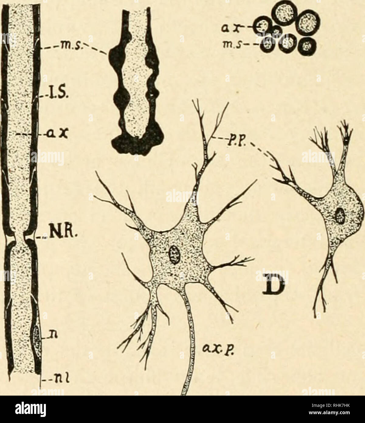 The Biology Of The Frog Frogs 132 The Biology Of The Frog Medullary Sheath Is Supposed To Act As A Sort Of Insulator Like The Coatings That Are Wound Around An