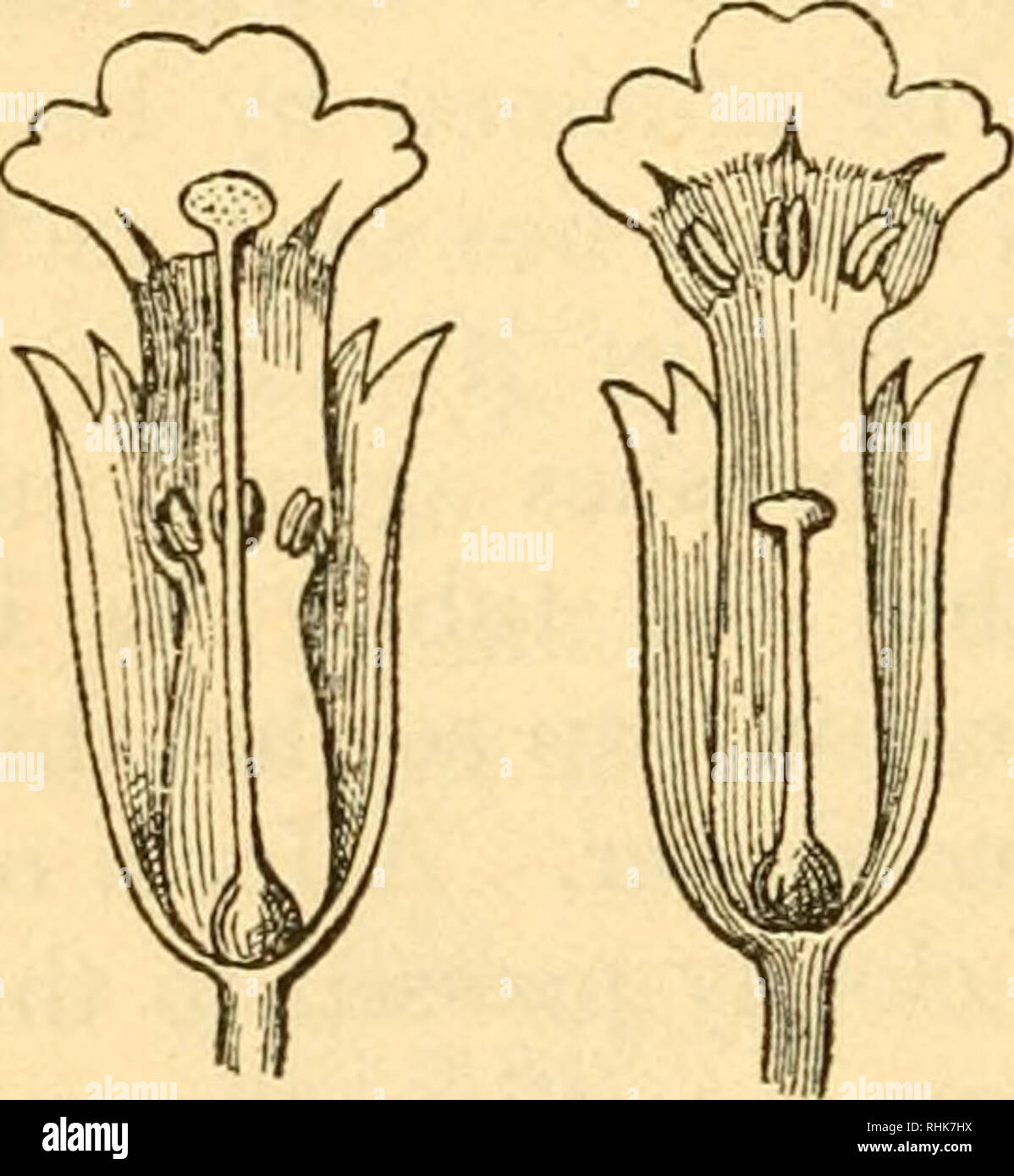 The Biology Of Flowering Plants Phanerogams Plant Physiology Plant Ecology Plant Physiology 3 The Biology Of Flowering Plants Their Stalks By Their Own Weight So That When The Insect Visits Another The Biology Of Flowering Plants Phanerogams Plant Physiology Plant Ecology Plant Physiology 3 The Biology Of Flowering Plants Their Stalks By Their Own Weight So That When The Insect Visits Another