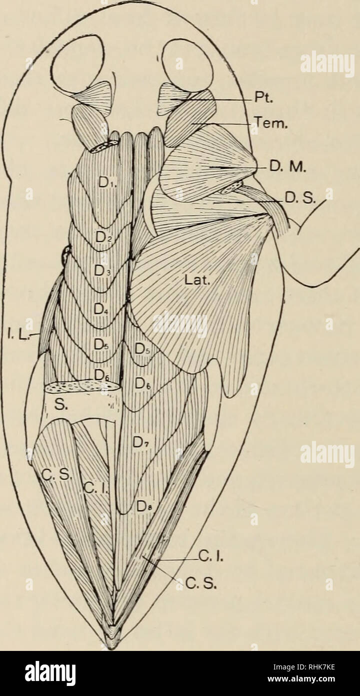 . The biology of the amphibia. Amphibians. 250 THE BIOLOGY OF THE ...