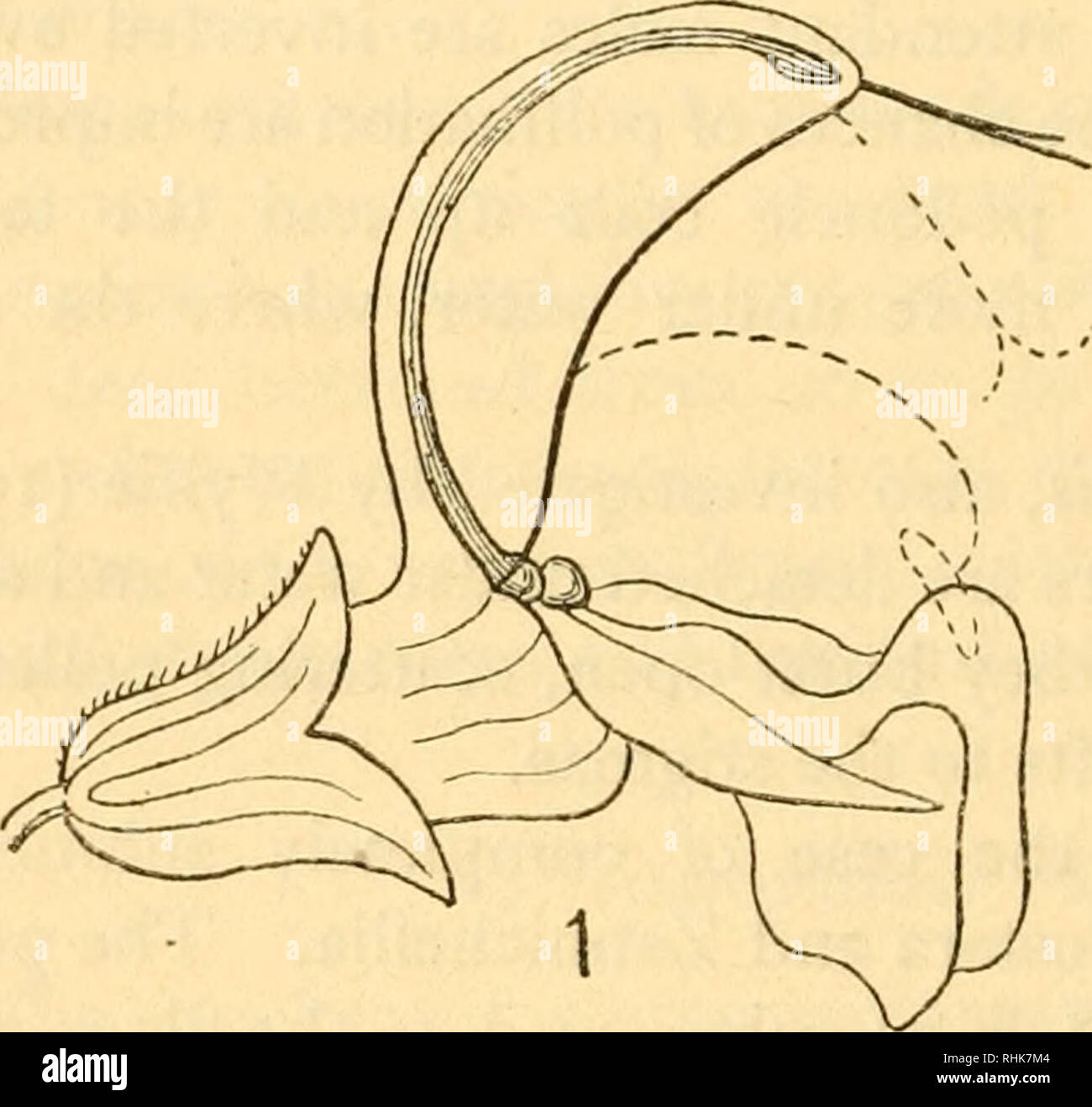 . The biology of flowering plants. Phanerogams; Plant physiology; Plant