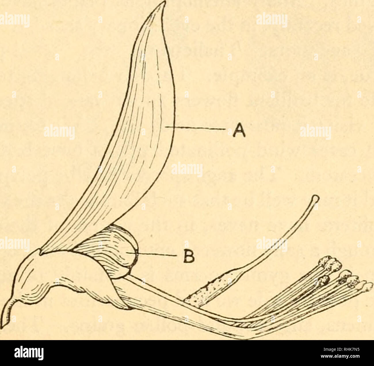 . The biology of flowering plants. Phanerogams; Plant physiology; Plant