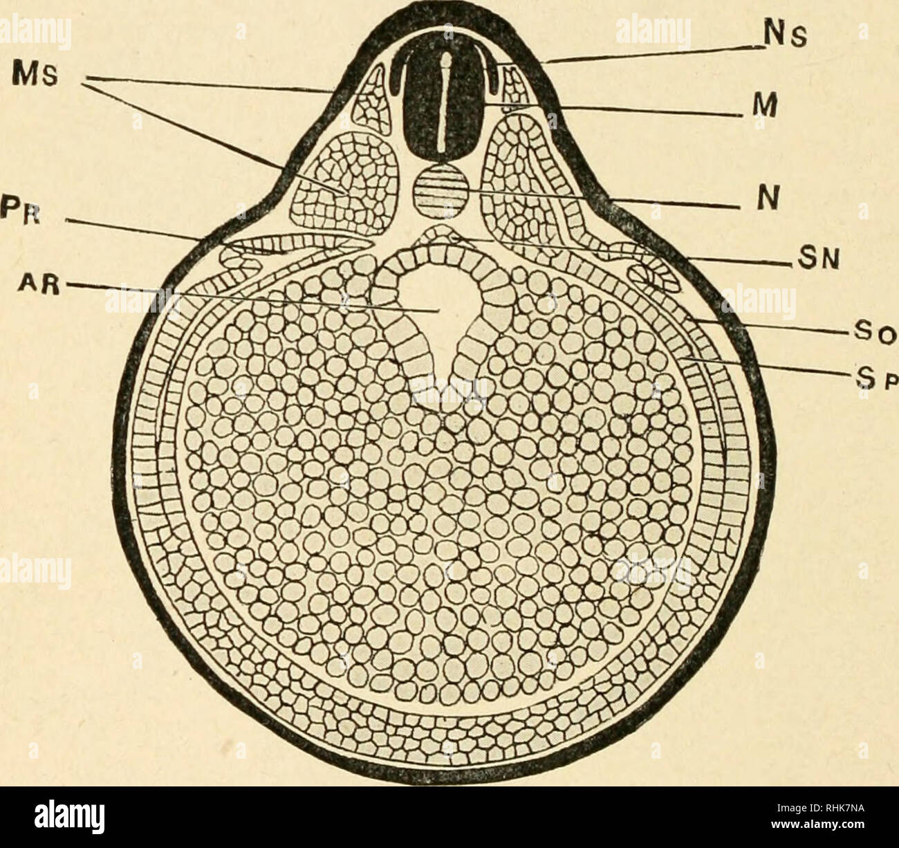 . The biology of the frog. Frogs. io6 THE BIOLOGY OF THE FROG The lining of the mouth cavity is formed from an invagin- ation of ectoderm, the stomodeinn, which pushes in until it breaks through into the archenteron. A similar ectodermal invagination, he pfoctodeiini, forms the lining of a small part of the posterior end of the alimentary canal. The lens and. Fig. 26. — Cross section of a frog embryo. AR, archenteron; MS, meso- blastic somites; 'N, notochord; NS, neural crest; 71/, medullary tube; PR, pronephros; SN] siibnotochordal rod ; SO, SP, somatic and splanch- nic mesoderm. (From Morga Stock Photo