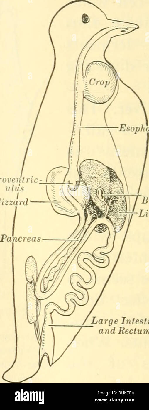 . Biology and human life. Biology. Esophagus. Prove 11 ulti's Gizzard â