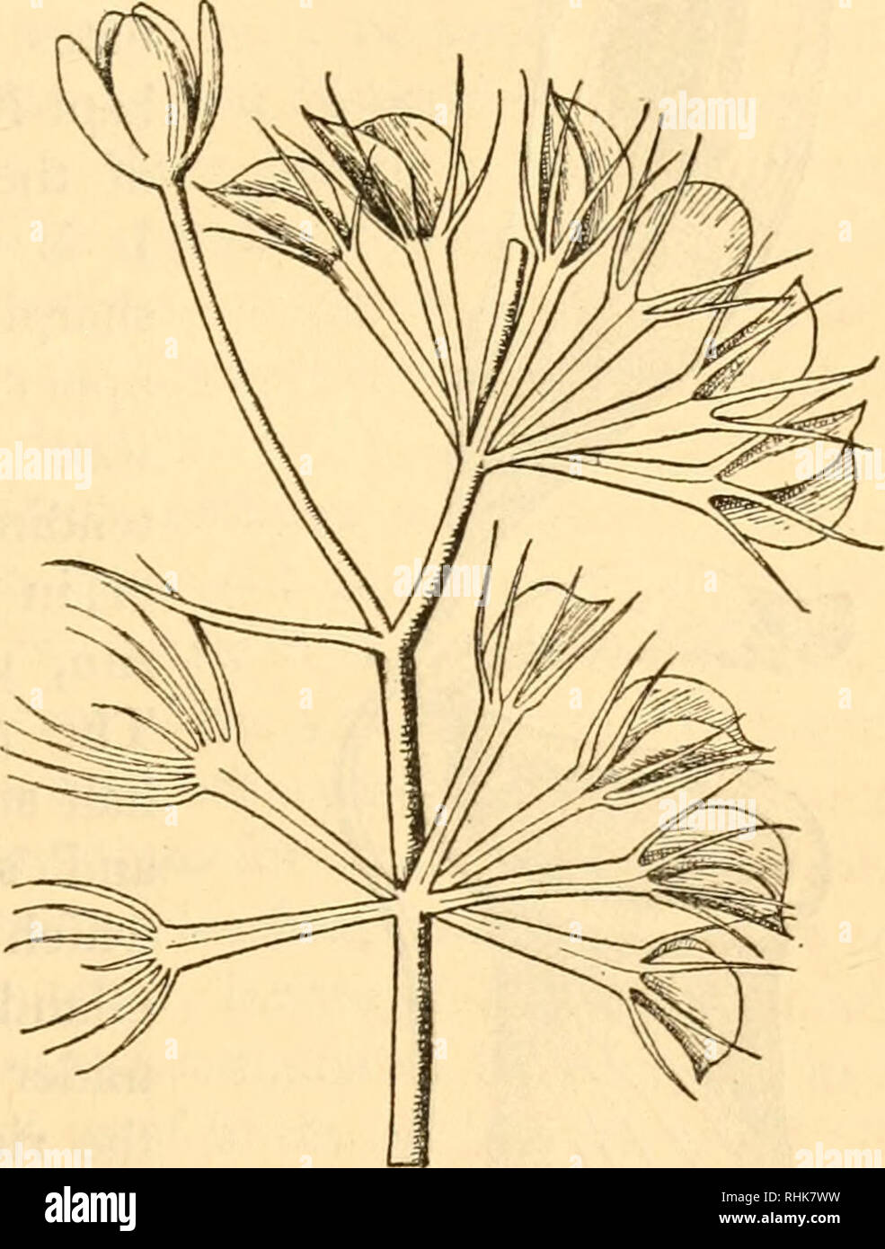 . The biology of flowering plants. Phanerogams; Plant physiology; Plant