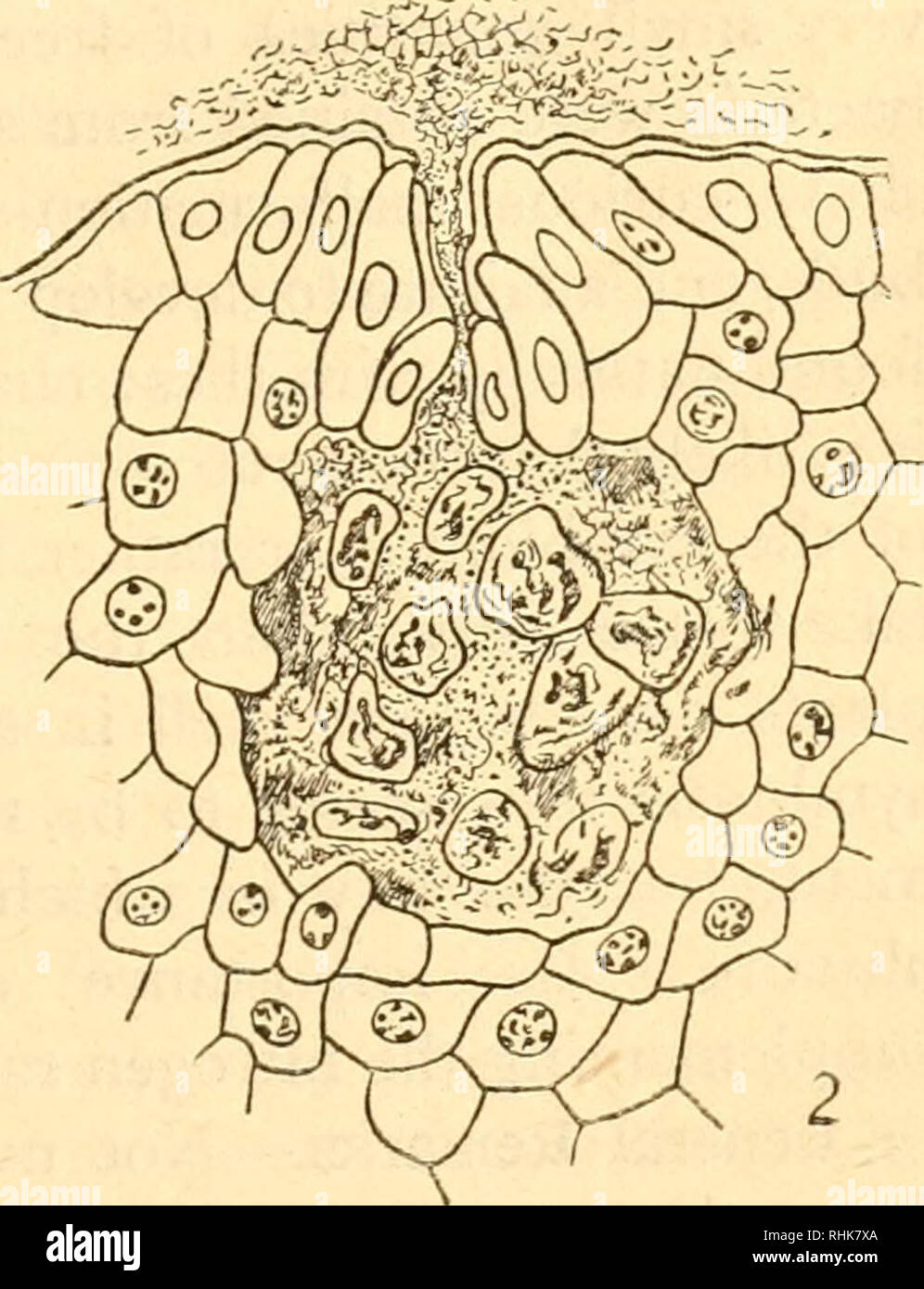 . The biology of flowering plants. Phanerogams; Plant physiology; Plant ecology; Plant Physiology. Fig. 36.—Bacterial nodules on leaves, i, Pavetta Zimniermanniatia, showing nodules along mid-rib. | nat. size. 2, Infection of leaf of Psychotria through stoma, and dissolution of leaf cells. Faber.) X 620. (After growth compared with infected plants. Faber isolated the symbiont, showed that it could fix free nitrogen, and that sterile plants infected with the cultures produced normal galls and normal growth (Fig. 36). The picture presented by Ardisia crispa is less clear. The bacterium again occ Stock Photo