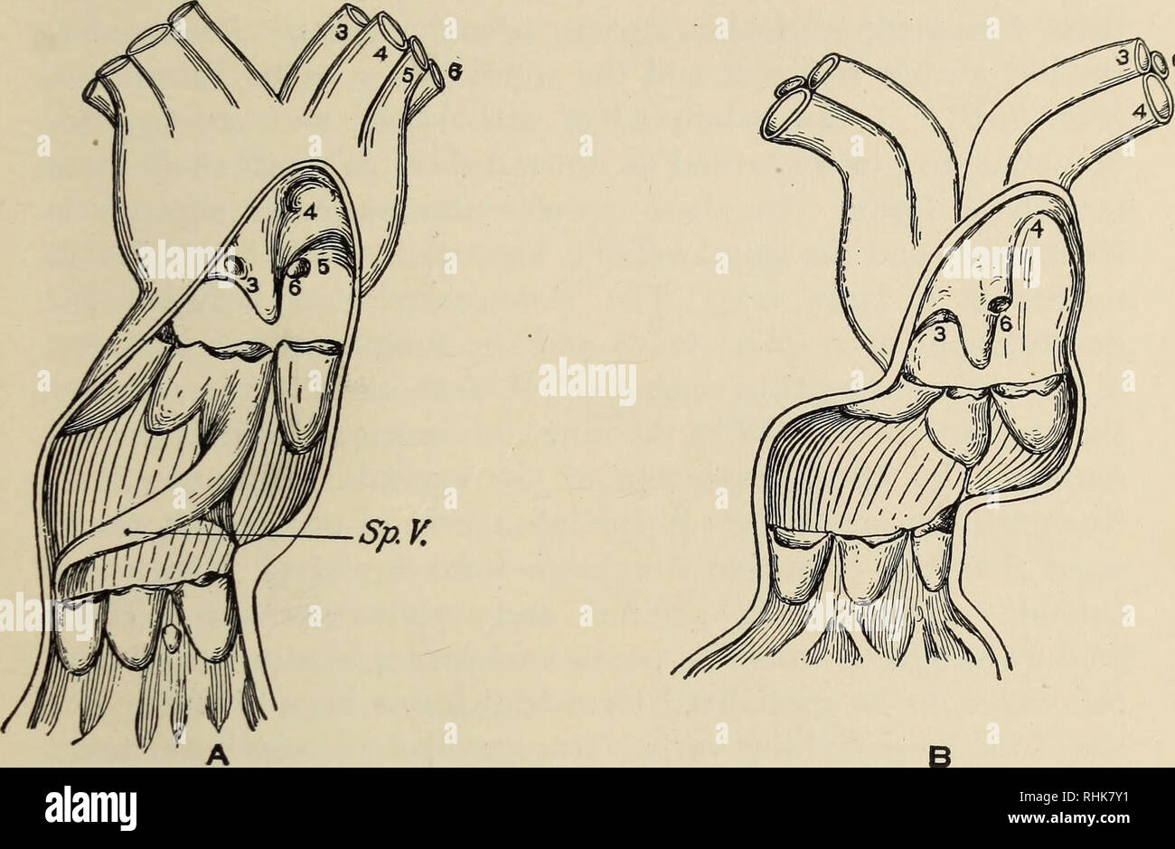 . The biology of the amphibia. Amphibians. THE CIRCULATORY SYSTEM 191