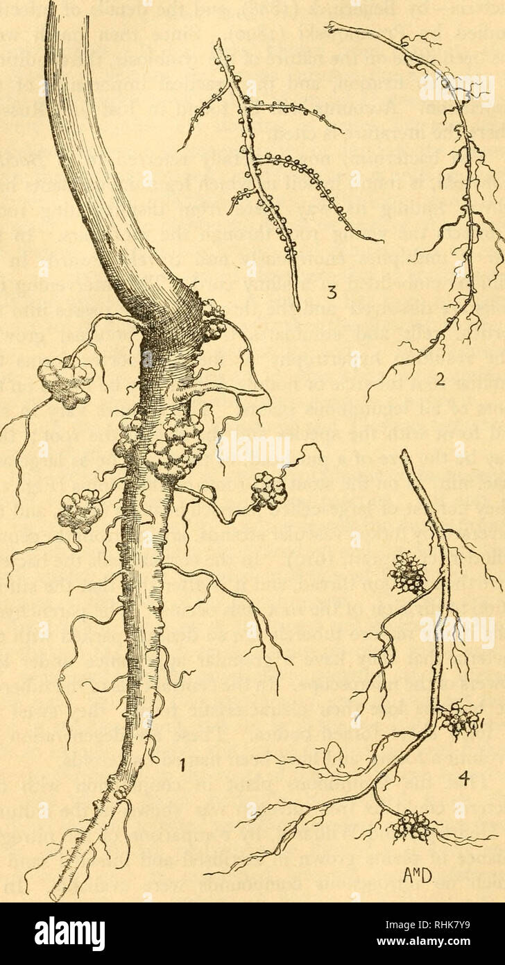 . The biology of flowering plants. Phanerogams; Plant physiology; Plant ecology; Plant Physiology. 26o THE BIOLOGY OF FLOWERING PLANTS. Fig. 34.—Bacterial nodules on roots, i, Lupinus albus; 2, TrifoHum repens; 2t Podocarpus chilina; 4, Myrica Gale. (3 after Spratt.). Please note that these images are extracted from scanned page images that may have been digitally enhanced for readability - coloration and appearance of these illustrations may not perfectly resemble the original work.. Skene, Macgregor. New York, The Macmillan Company Stock Photo