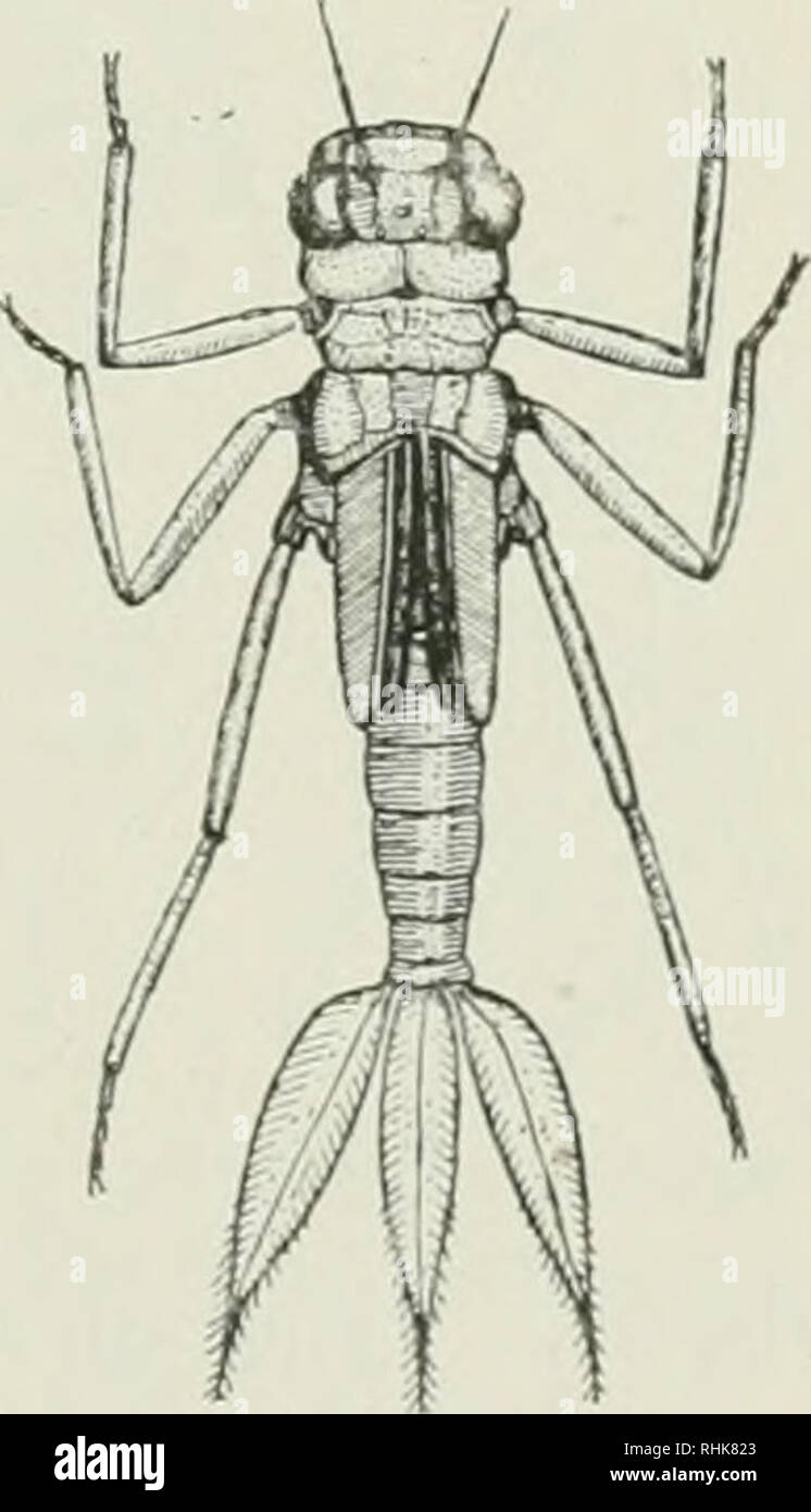 . The biology of dragonflies (Odonata or Paraneuroptera). Dragon-flies ...