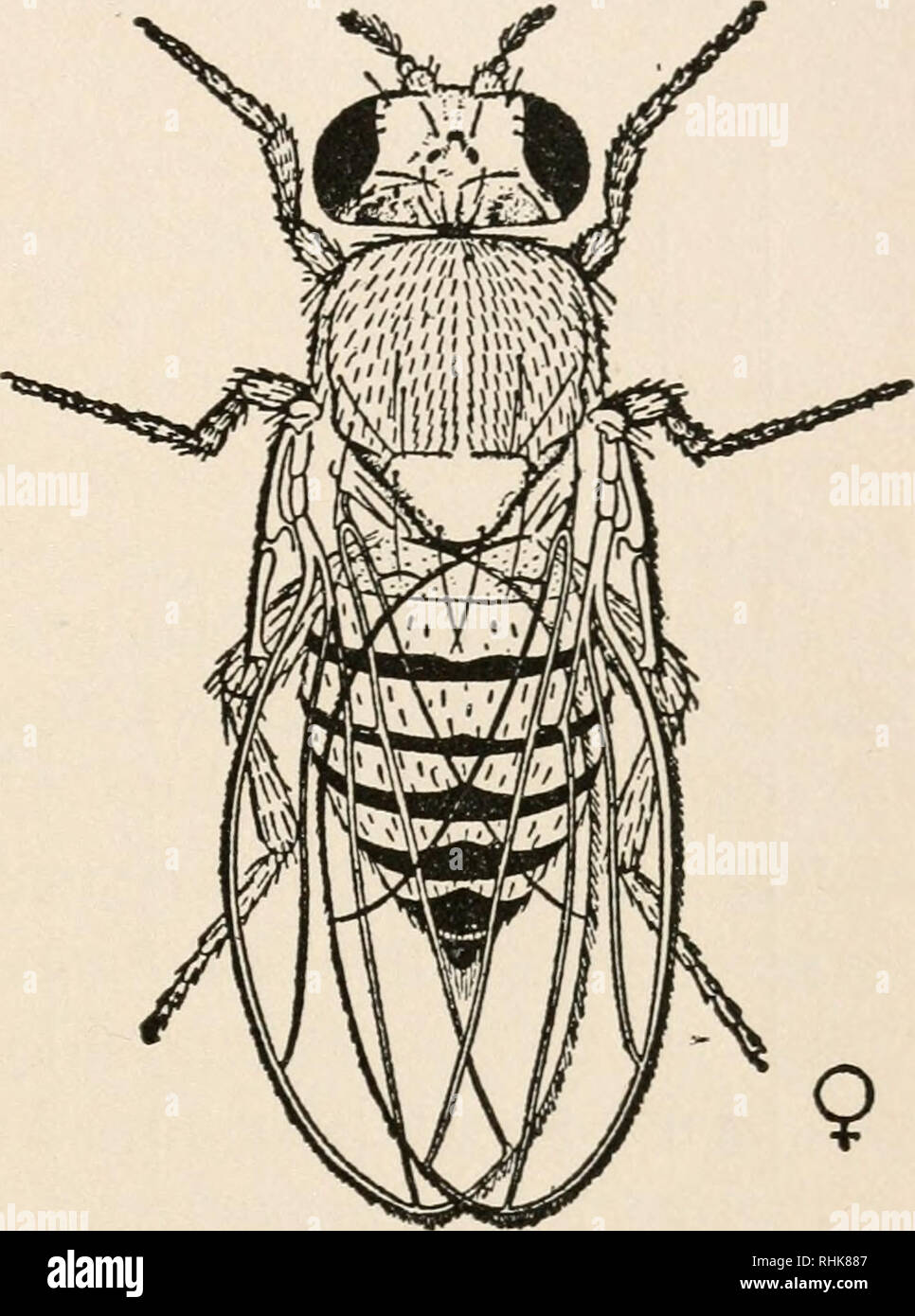 life cycle of a fruit fly