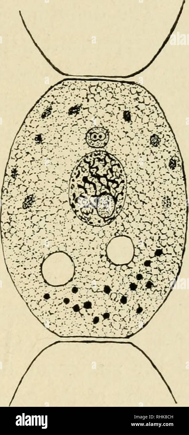 Cell Theory Definition