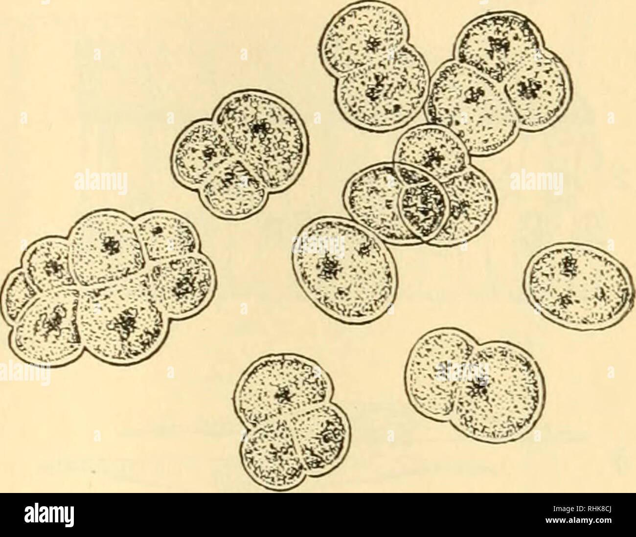 Biology and human life. Biology. LIVING MATTER 59 plant and animal cells. It has been found convenient to stain masses of cells with various kinds of pigments or dyes, to make Biology and human life. Biology. LIVING MATTER 59 plant and animal cells. It has been found convenient to stain masses of cells with various kinds of pigments or dyes, to make