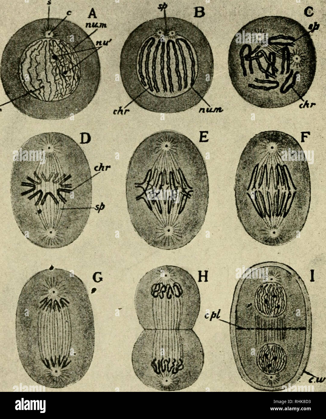 History of form z nitronasad