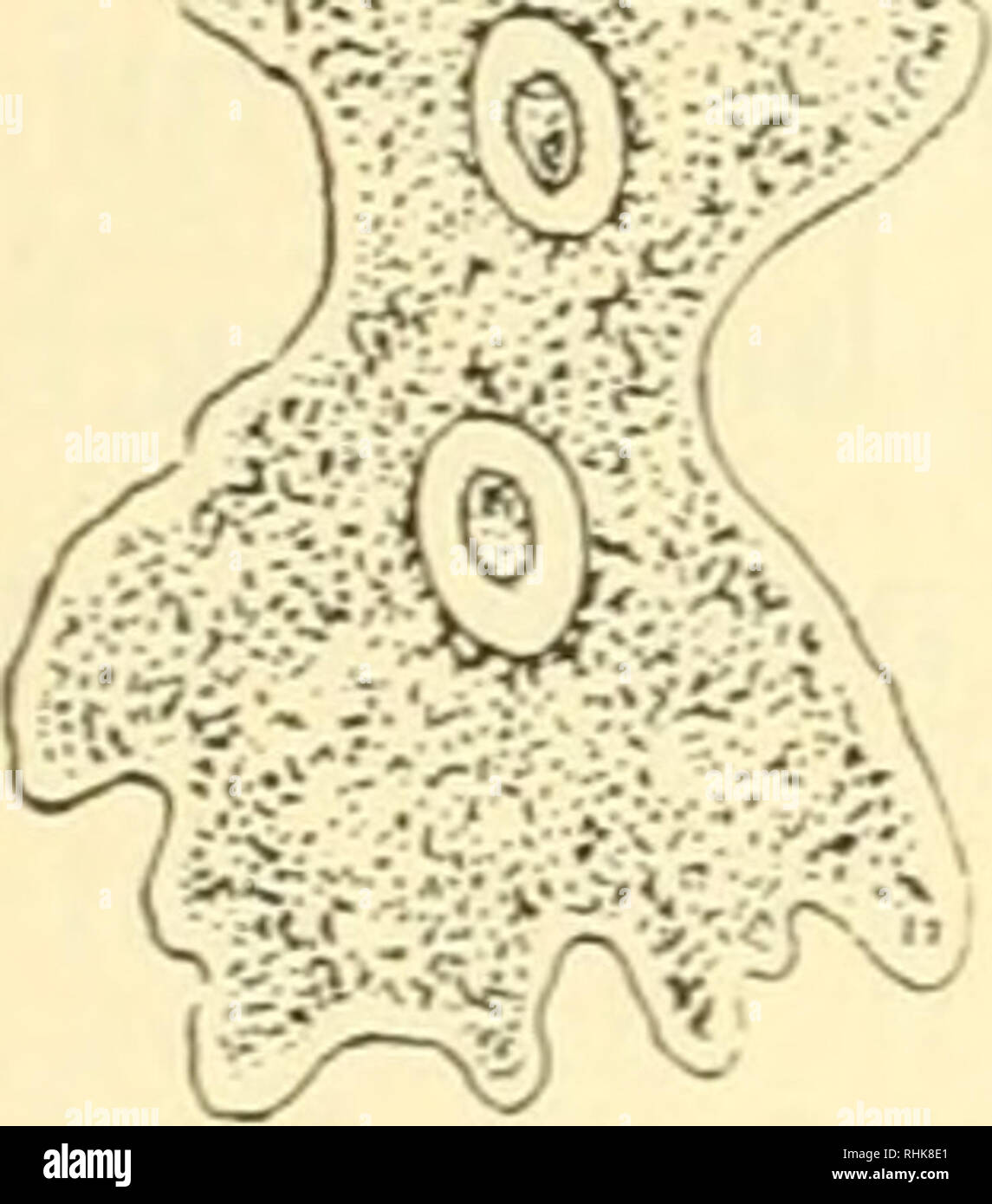 Biology And Human Life Biology We See Not The Protoplasm But The Walls Of Millions Of These Cells In The Larger Plants And Animals The Outer Layers Of Cells Are Usually