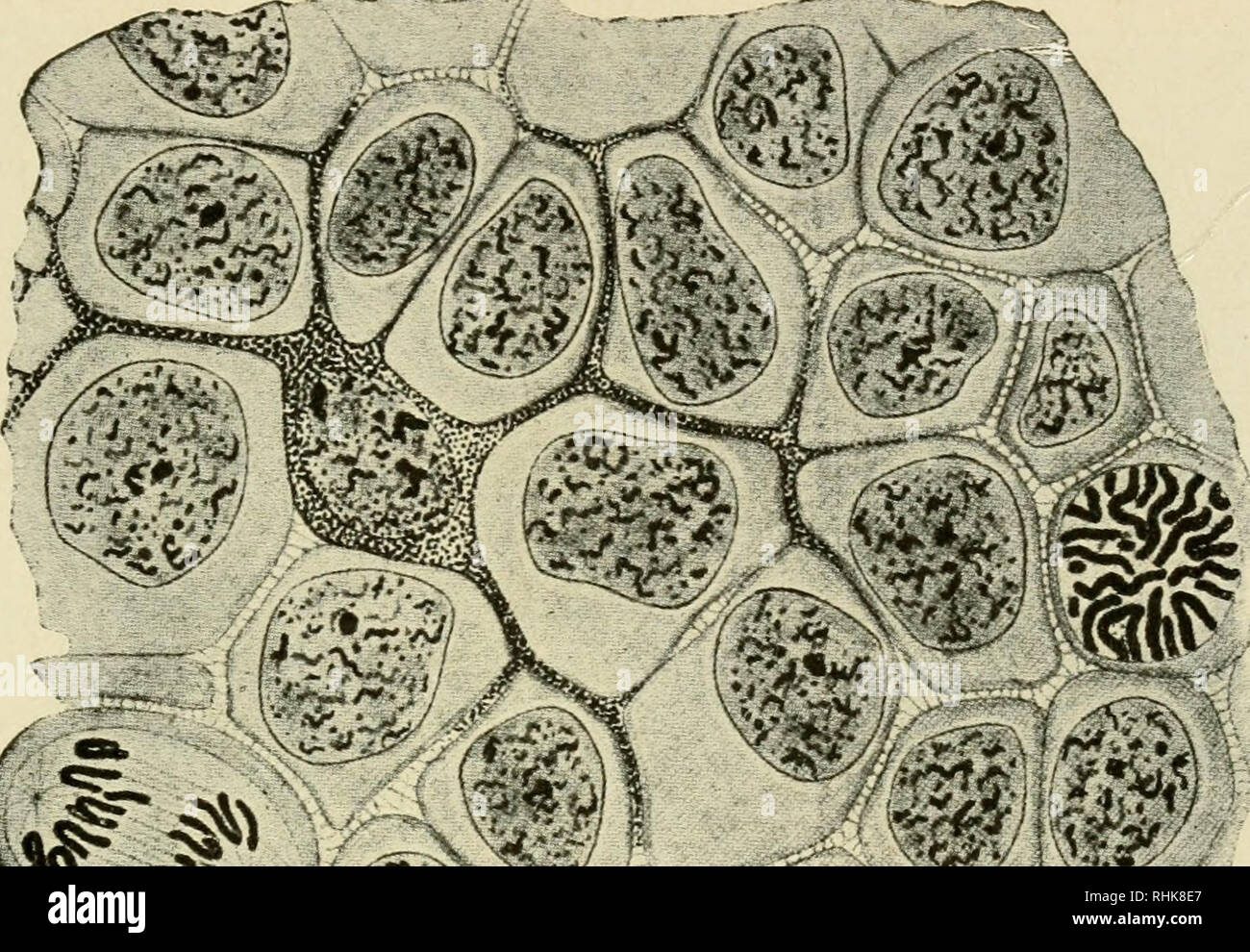 Biology and its makers : with portraits and other illustrations. Biology --  History. THE CELL THEORY 255 number—commonly from two to twenty-four—in  different parts of animals and plants, they are, nevertheless,