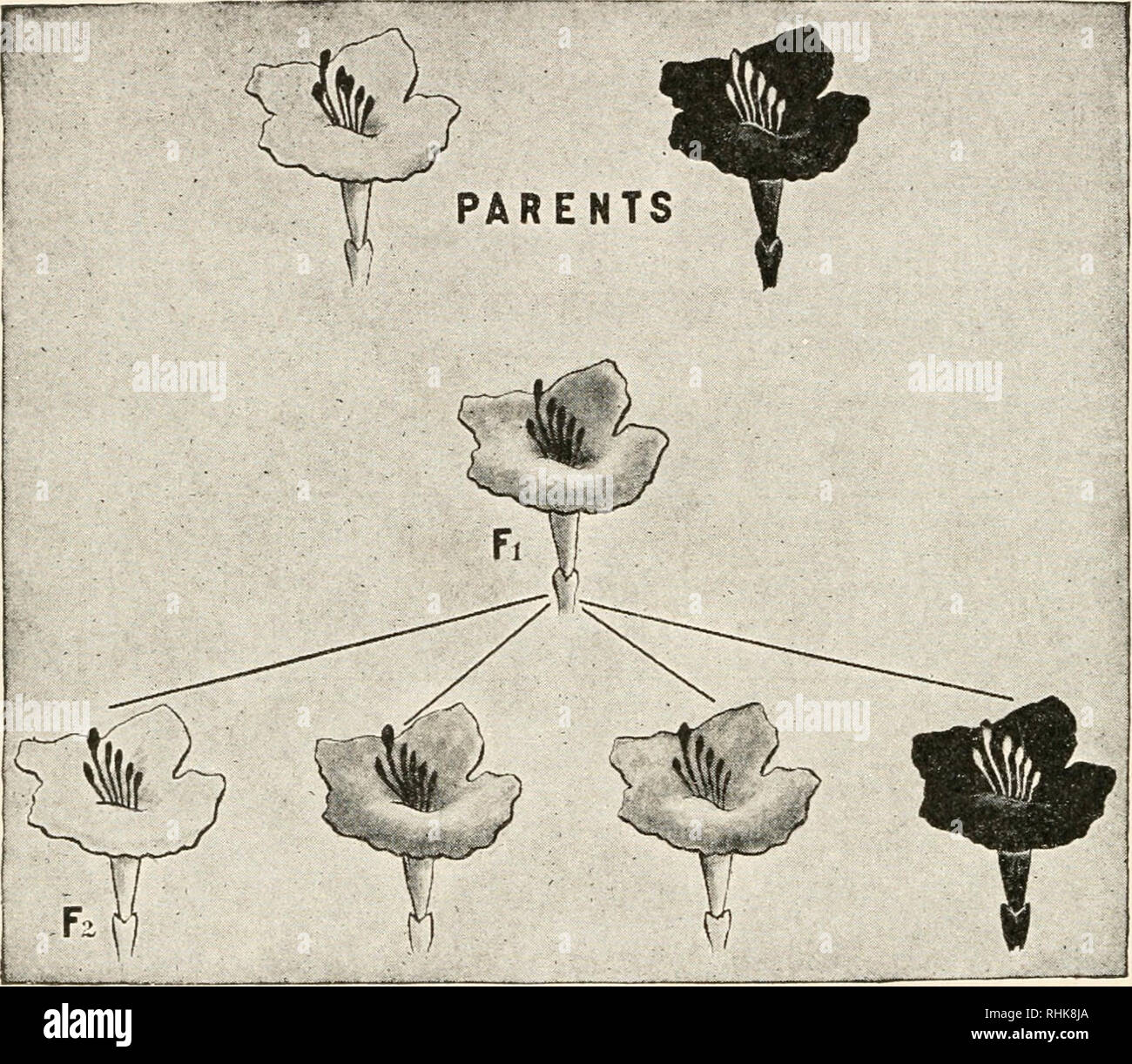 Hybrid Biology