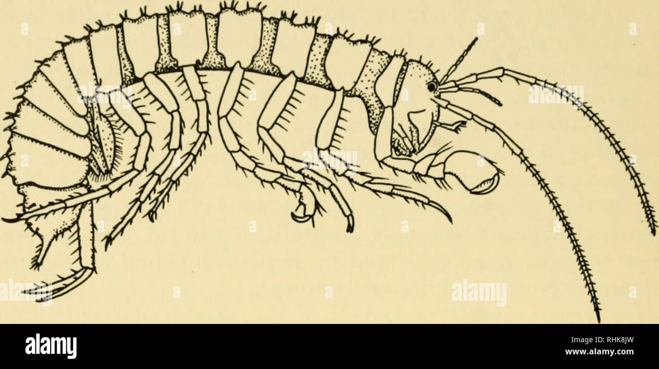 . A biology of Crustacea. Crustacea. 144 A BIOLOGY OF CRUSTACEA. Fig. 58. Phreatoicus tasmaniae (Isopoda). A fresh-water form which super- ficially resembles an amphipod. Actual length of body about 2 cm. only a few non-marine species are known, such as Tanais fluviatilis from the Argentine and T. stanfordi in the Kurile Islands. The best known of the fresh-water mysids is undoubtedly Mysis relicta, which is found in various lakes in North America and Europe. Mysis oculata is a close relative which lives in the Arctic Ocean. It is thought that M. relicta has evolved from M. oculata after being Stock Photo