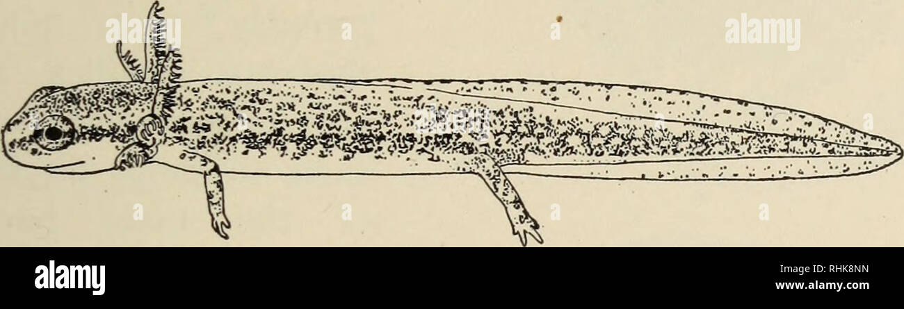 . The biology of the amphibia. Amphibians. THE MODE OF LIFE HISTORY 59 not, however, develop the balancer or elongate digits of primitive pond salamanders and hence is merely a &quot;plethodontid larva&quot; with a low dorsal fin. It has been suggested that the life history of Hemidactylium may be explained by assuming that Plethodon was originally aquatic or at least laid its eggs in the manner of Eurycea and that the life history of Hemidactylium is a retention of this primitive condition. It seems more likely, however, after a consideration of the yolk reduction of Salamandra atra and some. Stock Photo