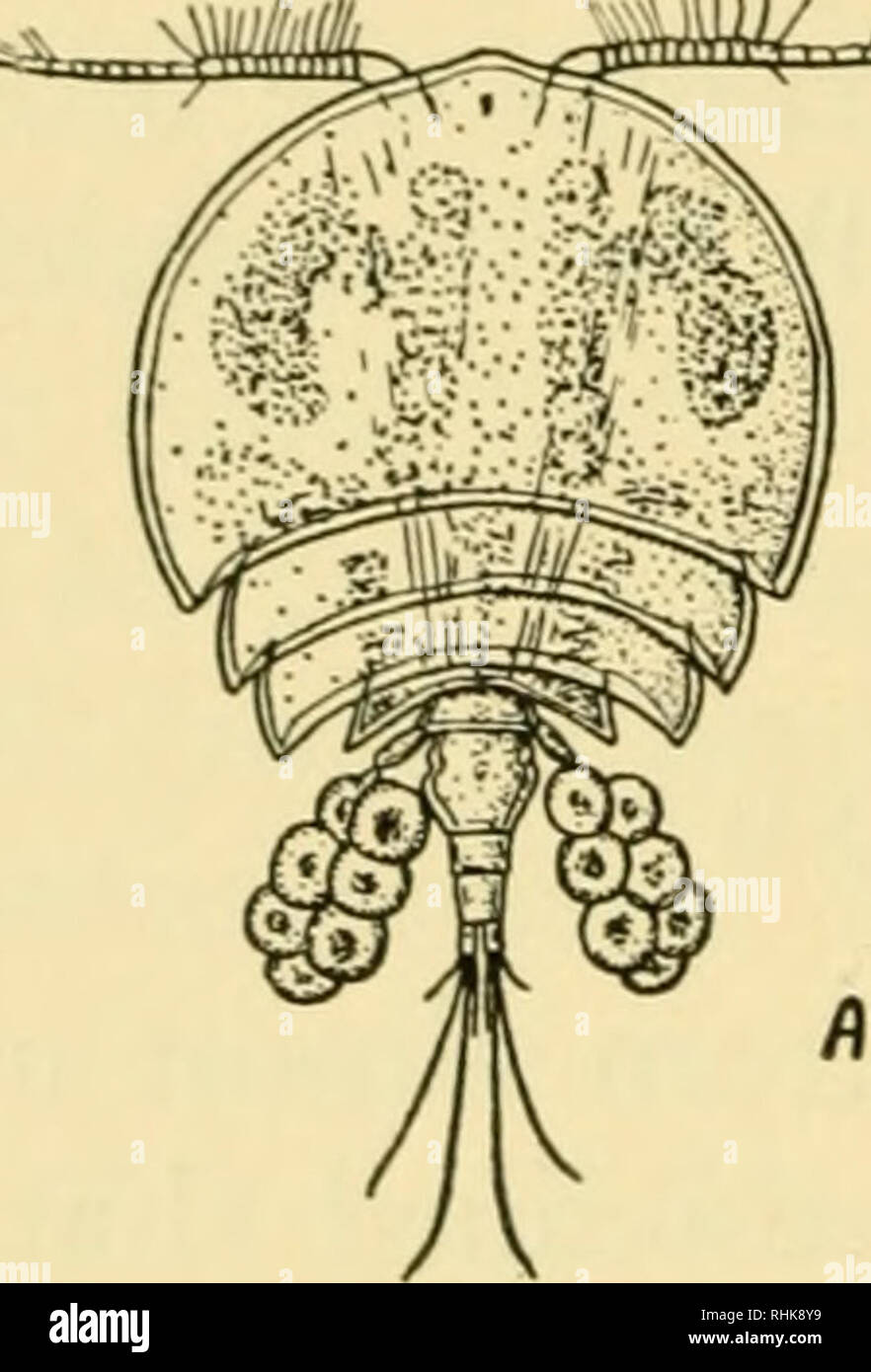 Plankton eggs hires stock photography and images Alamy