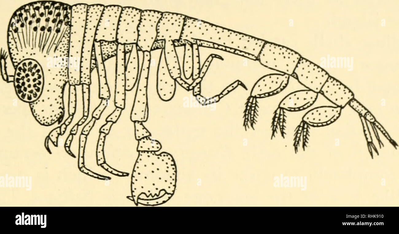 . A biology of Crustacea. Crustacea. ASSOCIATIONS WITH OTHER ANIMALS 99. Fig. 43. Phronima sp. (Amphipoda) from inside a salp. Actual length 13 mm. through the small holes, for the purpose of mating and fertilising the eggs. A shrimp, Paratypton siebenrocki, has similar habits. Sea anemones are rarely eaten by other animals, they appear to be distasteful, and they are well provided with stinging cells which are virulent enough to repel most would-be predators. Several crustaceans have taken advantage of these distasteful properties and gain protection by associating with the sea anemones. A re Stock Photo