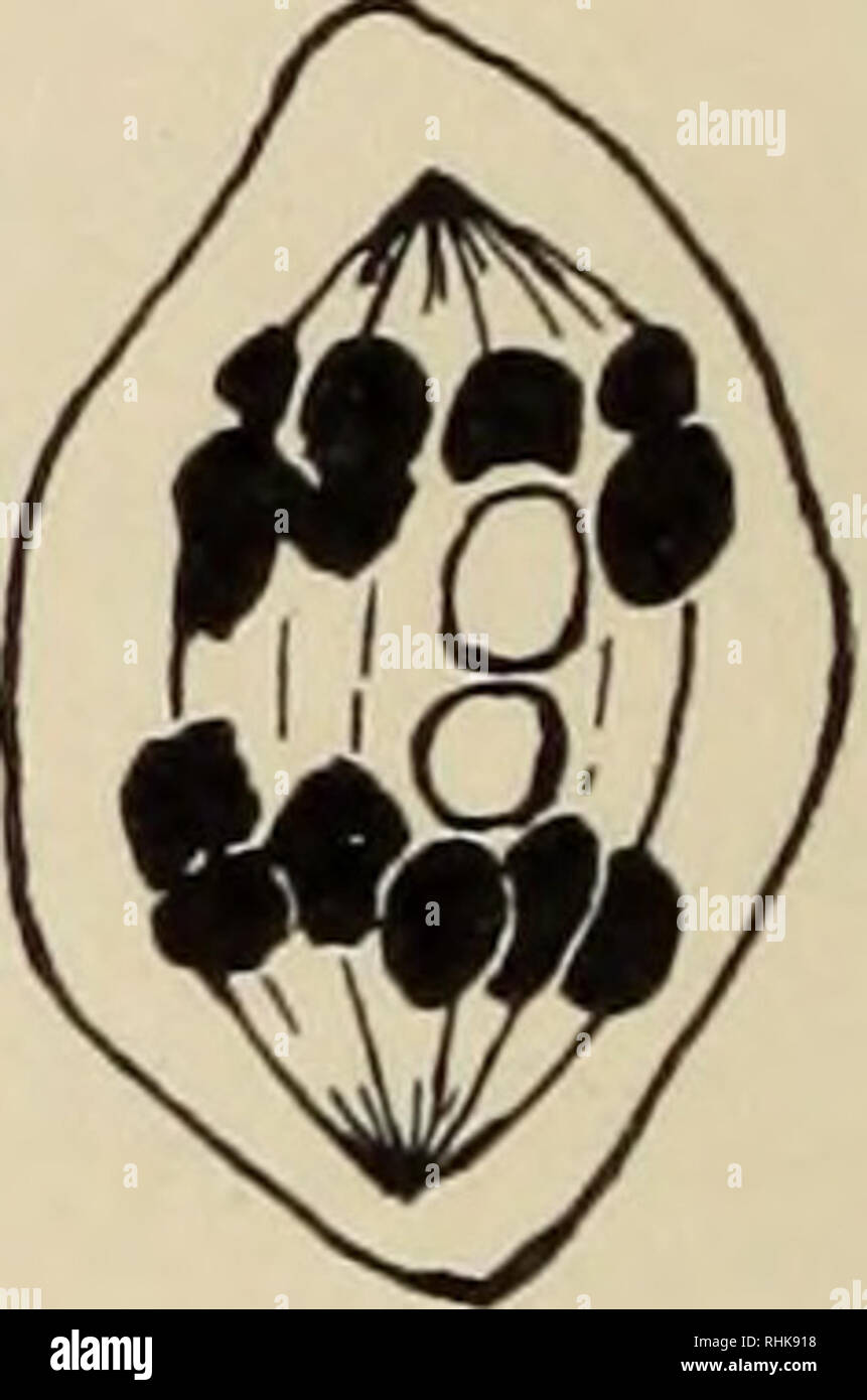 New york amphibians hires stock photography and images Alamy