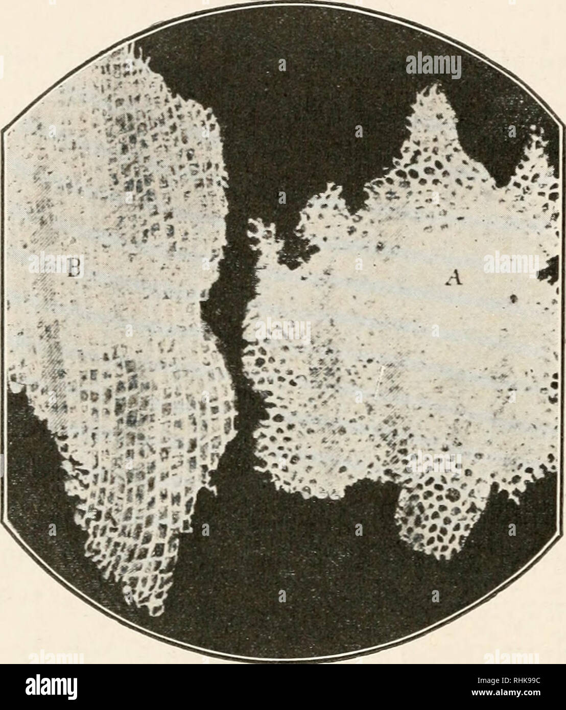 . Biology and its makers. Biology History. ?3& BIOLOGY AND ITS