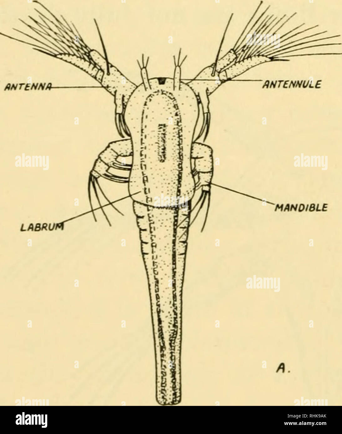 . A biology of Crustacea. Crustacea. Fig. 33. C, Metanauplius of Limnadia lenticularis (Con- chostraca, ventral view. Note the enormous labrum. The copepodid moults five times before attaining maturity. The parasitic copepods often have highly modified life histories—some of these are dealt with in chapter 8. In the cirripedes the nauplius is followed by the cypris (fig. 35). This larva has the carapace extending down the sides of the body so that the creature looks superficially like an ostracod. When it is examined carefully it is seen to be very different from an ostracod, particularly in t Stock Photo
