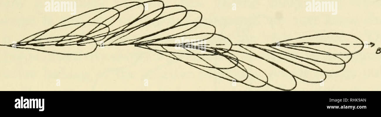 The Biology Of Cilia And Flagella Cilia And Ciliary Motion Flagella Microbiology The Form Of Beat Of Flagella 135 And Gyration Of This End Of The Animal Such That The Animal