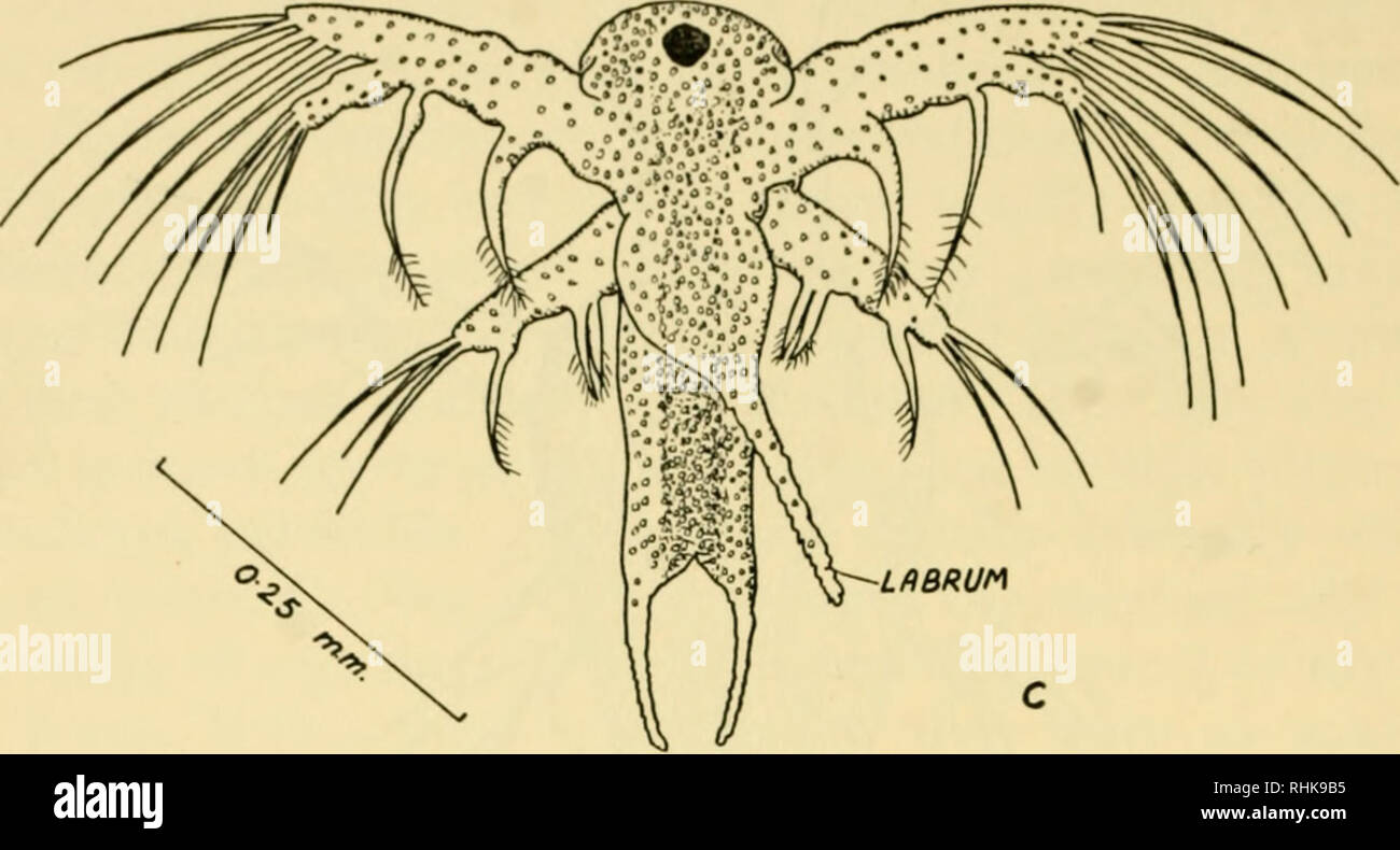 . A biology of Crustacea. Crustacea. 74 A BIOLOGY OF CRUSTACEA. Fig. 33. C, Metanauplius of Limnadia lenticularis (Con- chostraca, ventral view. Note the enormous labrum. The copepodid moults five times before attaining maturity. The parasitic copepods often have highly modified life histories—some of these are dealt with in chapter 8. In the cirripedes the nauplius is followed by the cypris (fig. 35). This larva has the carapace extending down the sides of the body so that the creature looks superficially like an ostracod. When it is examined carefully it is seen to be very different from an  Stock Photo