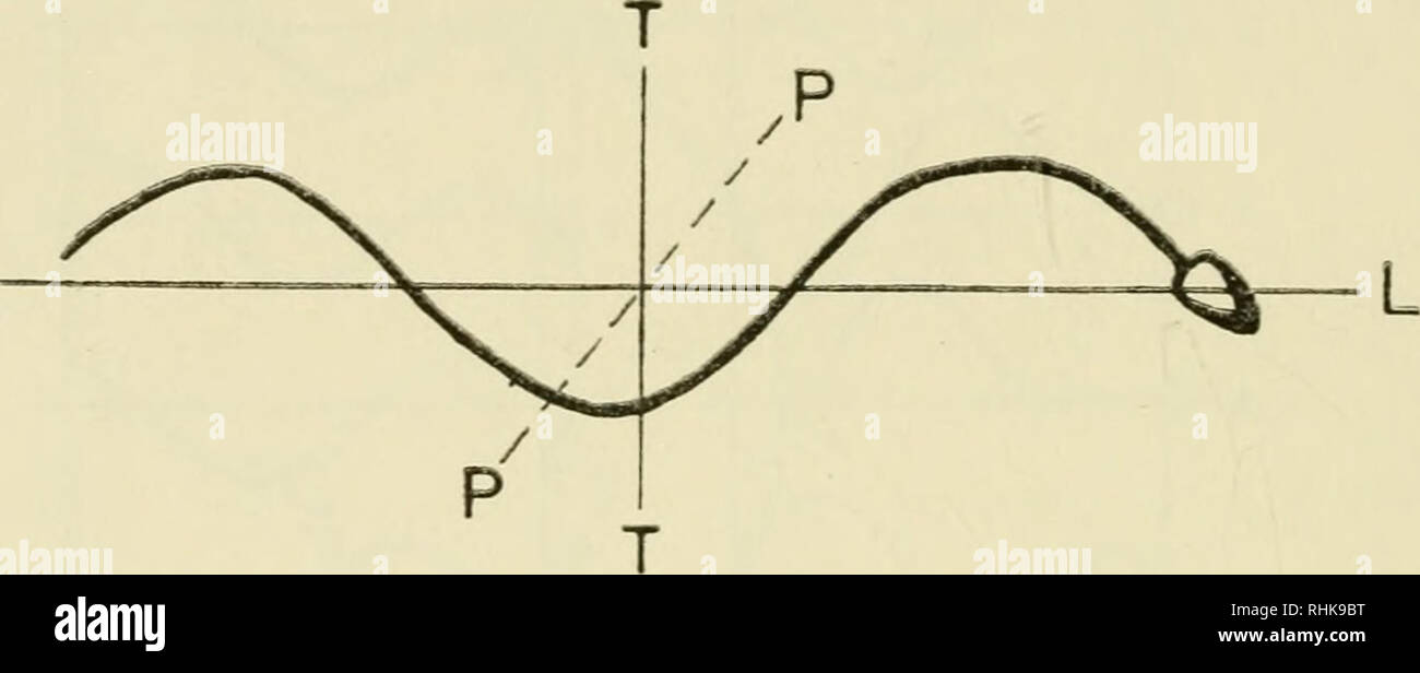 A) The normal circular trajectory of a sea urchin sperm is