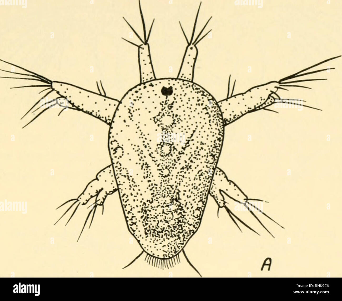 . A biology of Crustacea. Crustacea. GROWTH AND LIFE HISTORIES 73. Fig. 33. A, first nauplius of Cyclops fuscus (Copepoda), dorsal view. towards the adult form, as found in the Notostraca and Anostraca (figs. 34A-B) or there may be a number of very different stages involved. The nauplius of a copepod, such as Calanus, may moult five times, still retaining the nauplius form. At the next moult it will change into a copepodid, which is similar to the adult, except that it is not sexually mature, and the limbs are not fully developed.. Please note that these images are extracted from scanned page  Stock Photo