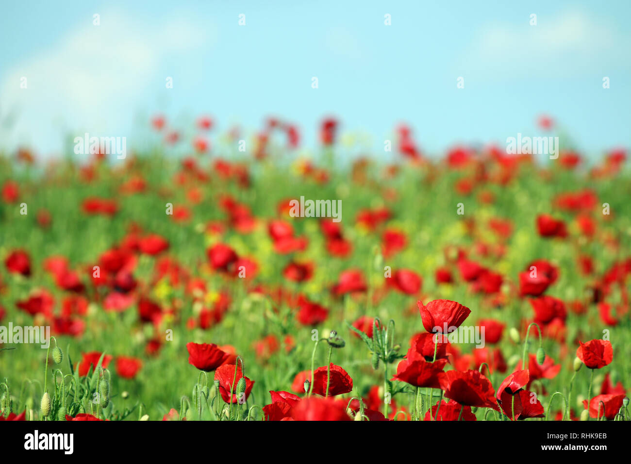 poppies flower in spring countryside landscape Stock Photo - Alamy