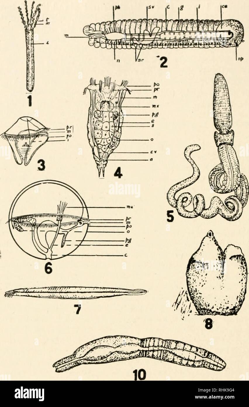 . Biology in America. Biology. Invertebrate Types 1, Hydra; 2, earthworm; 3, a troehopliore larva; 4, a rotifer; 5, Ba- lanoglossus; 6, Trochosphara; 7, Aiiipliioxus; 8, a tunicate; 9, Bonellia; 10, a fresh water annelid reproducing by fission. Fig. 3, from Korsehelt and Heider after Hatsehek; 4, from K. &amp; H. after A. Agassiz; 6, from K. &amp; H. after .Semper; 9, from Doncaster; the others are original, 9 from a preparation by Powers. Fig. 1, i, intestine; m, mouth; t, ten- tacles. Fig. 2, c, crop; ce, coelome; g, gizzard; i, intestine; m, mouth; n, nerve cord; np, nephridium (kidney) ; s Stock Photo