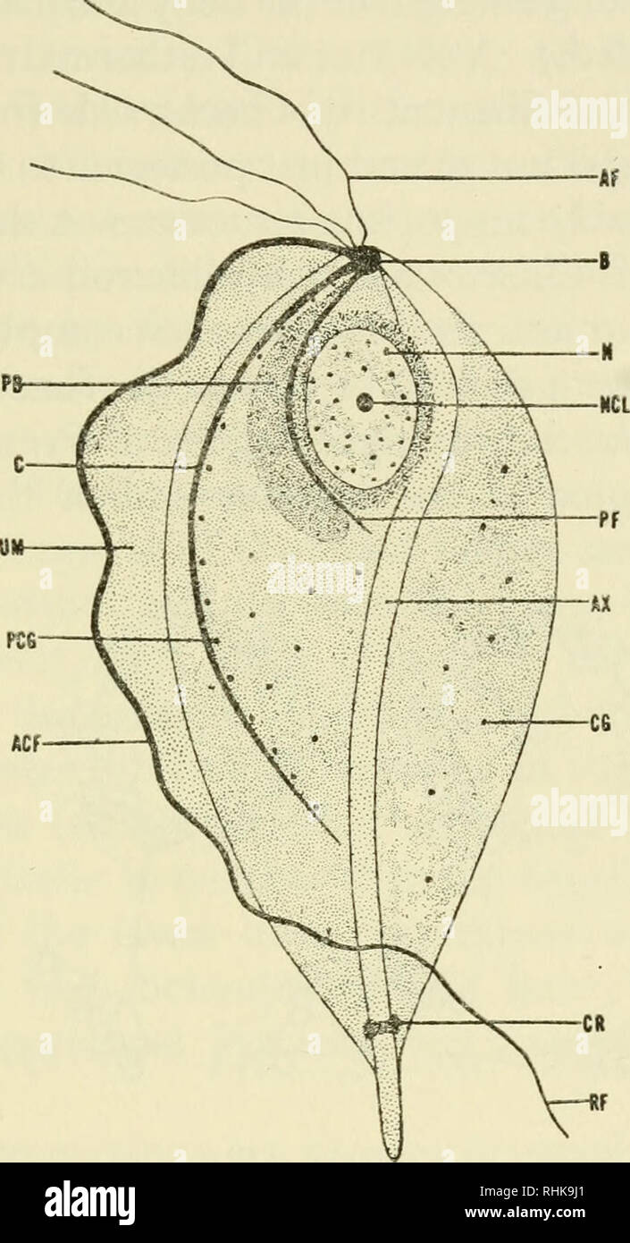 The Biology Of Cilia And Flagella Cilia And Ciliary Motion Flagella Microbiology Root Structures 71 Peranema And Euglena Roth 1958a 1959 Are Other Flagellates Whose Flagellar Structure Has Been Studied With
