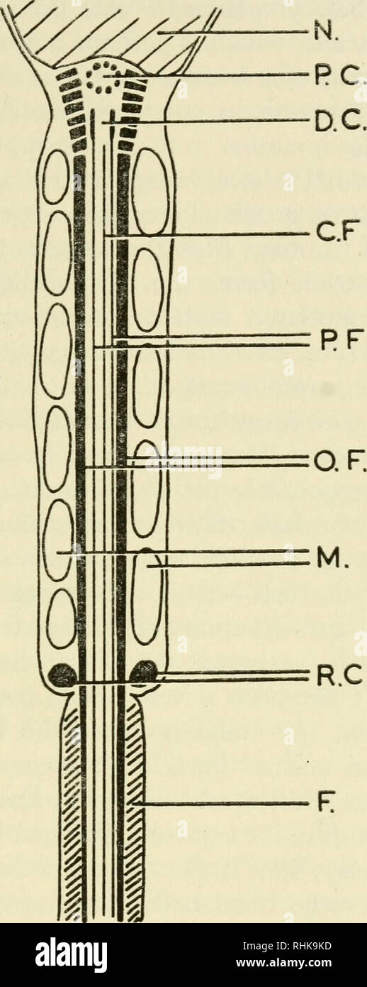 . The biology of cilia and flagella. Cilia and ciliary motion; Flagella