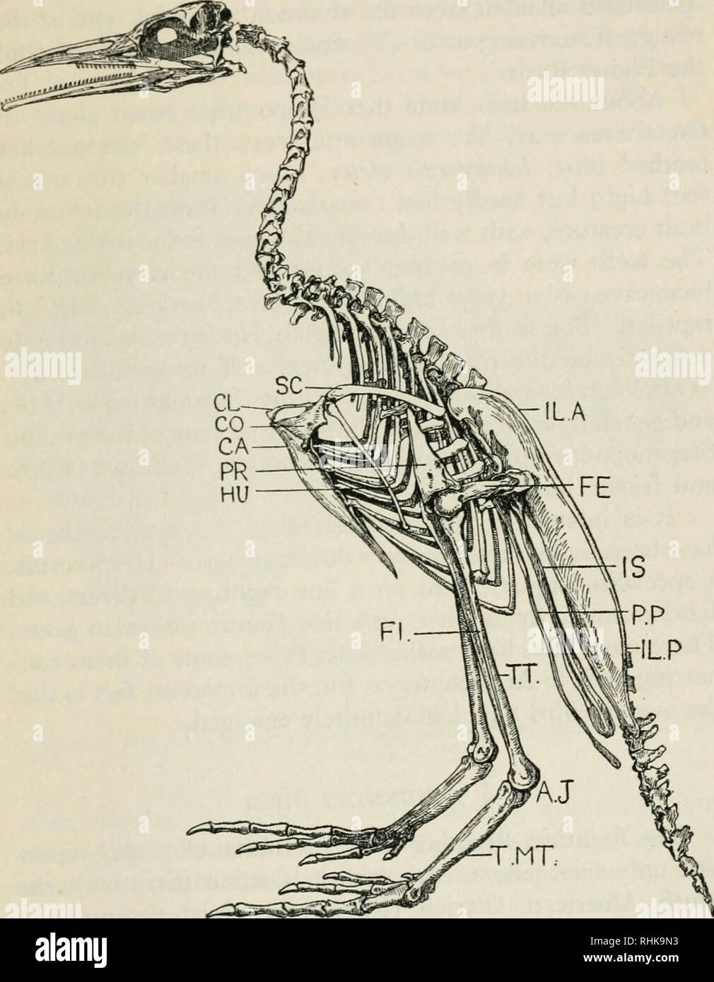 . The biology of birds. Birds. THE PEDIGREE OF BIRDS 355. Fig. 53