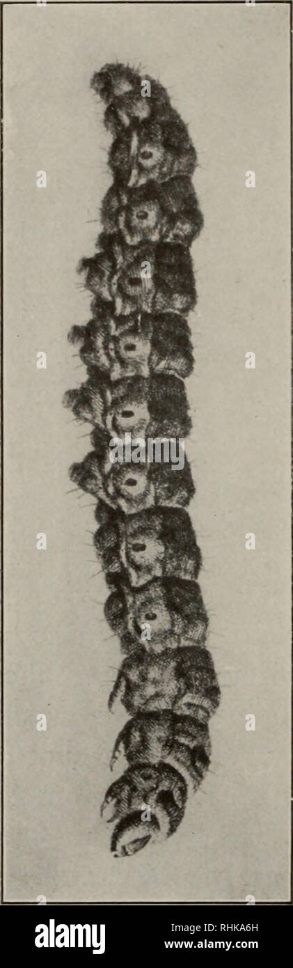 Page 3 Malpighi High Resolution Stock Photography And Images Alamy