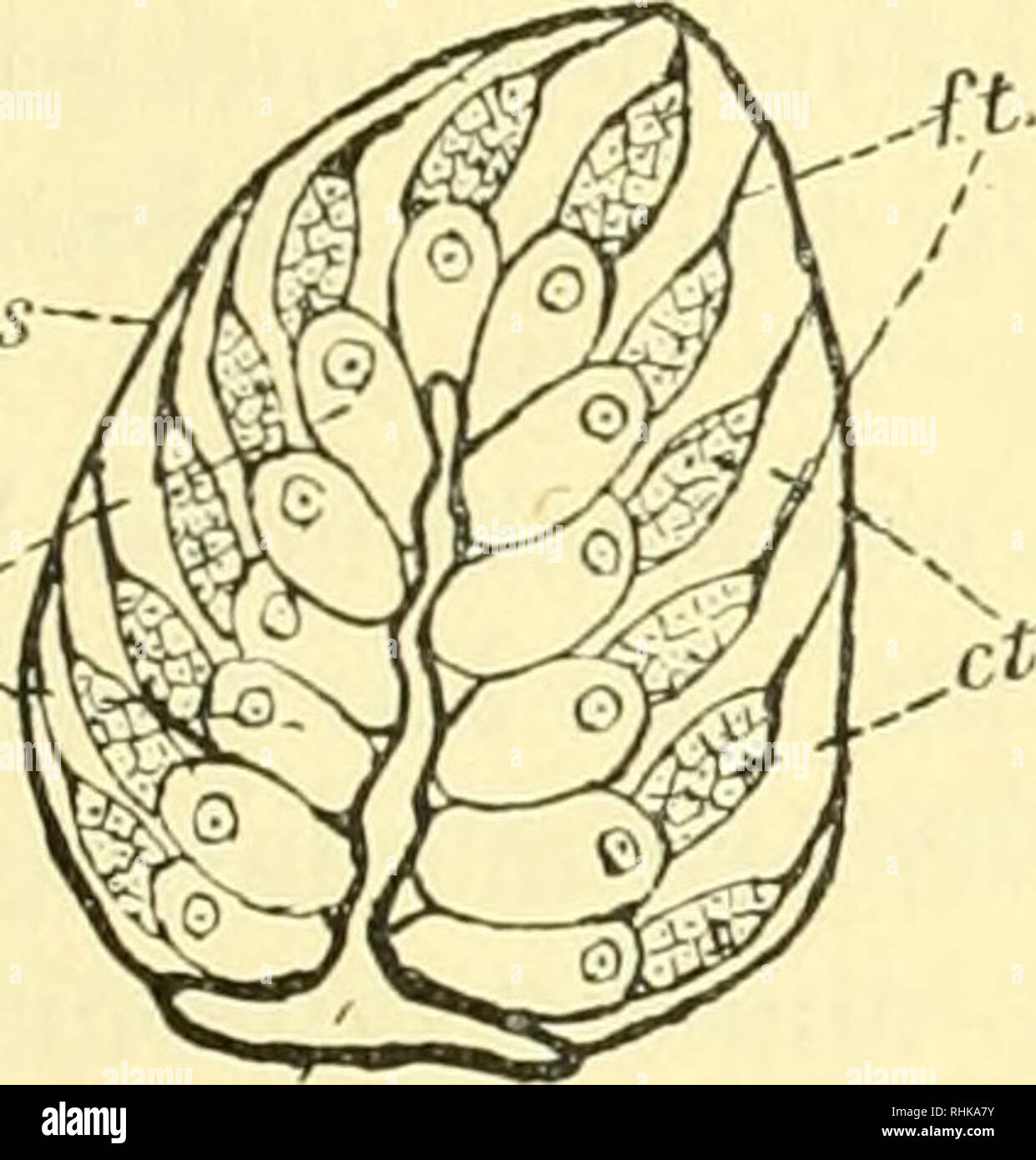 Biologisches Zentralblatt Biology Bernhard Uber Die Vivipare