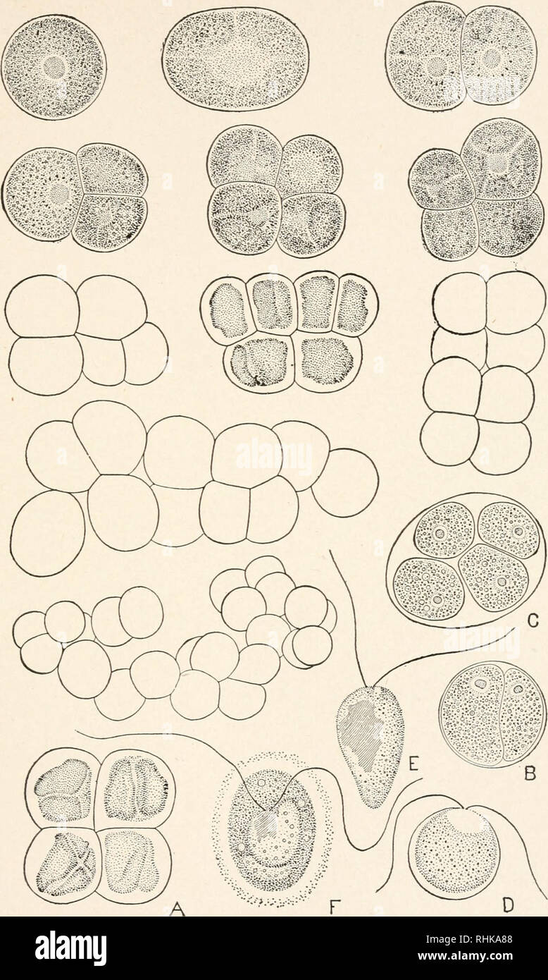 Protococcusa Under Microscope Protococcus hi-res stock photography and images - Alamy