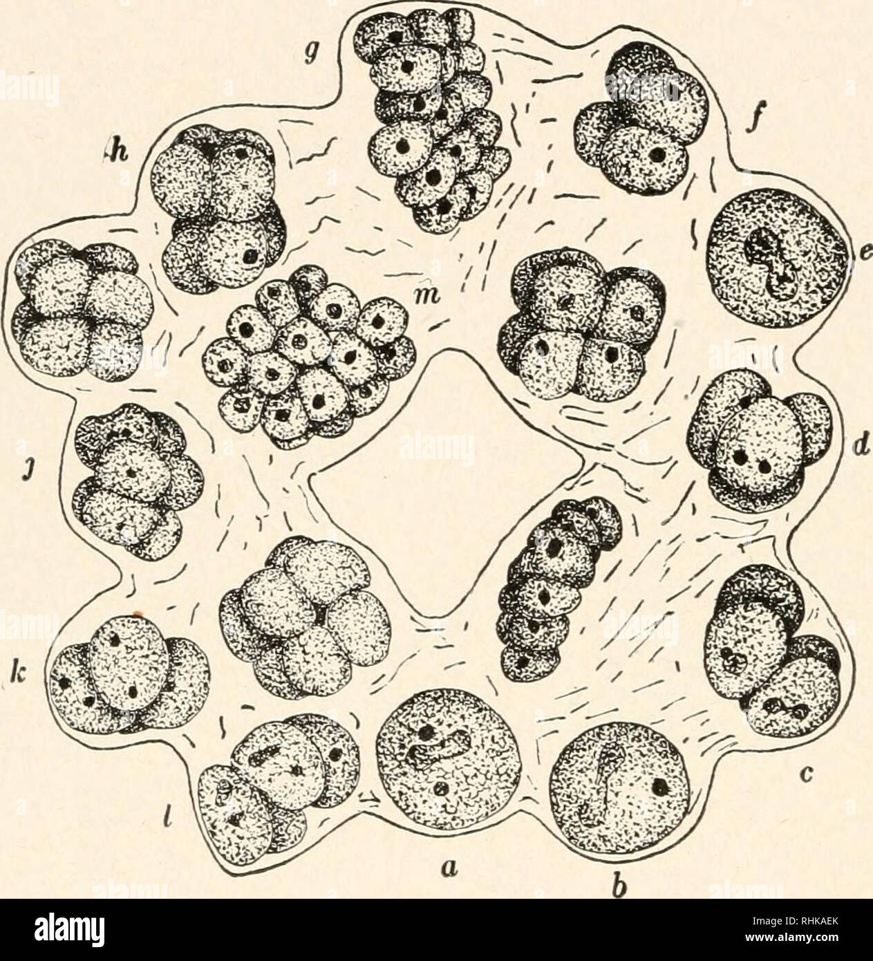 . Biology. Biology. 78 ORGANISMS OF TISSUES tive or somatic cells, and reproducing or reproductive cells. The differentiation is carried a step farther in the case of Pleo- dorina where twenty-eight of the cells are capable of reproduc- ing, while the remaining four cells, making up the thirty-two cell colony, are purely vegetative and do not reproduce. Here there is a permanent differentiation in the colony and a long step toward the metazoan condition. In some colonies finally, as in Gonium pectorale, the method of development approaches. k FIG. 32.—Reproduction of Gonium pcctorale. Each of  Stock Photo