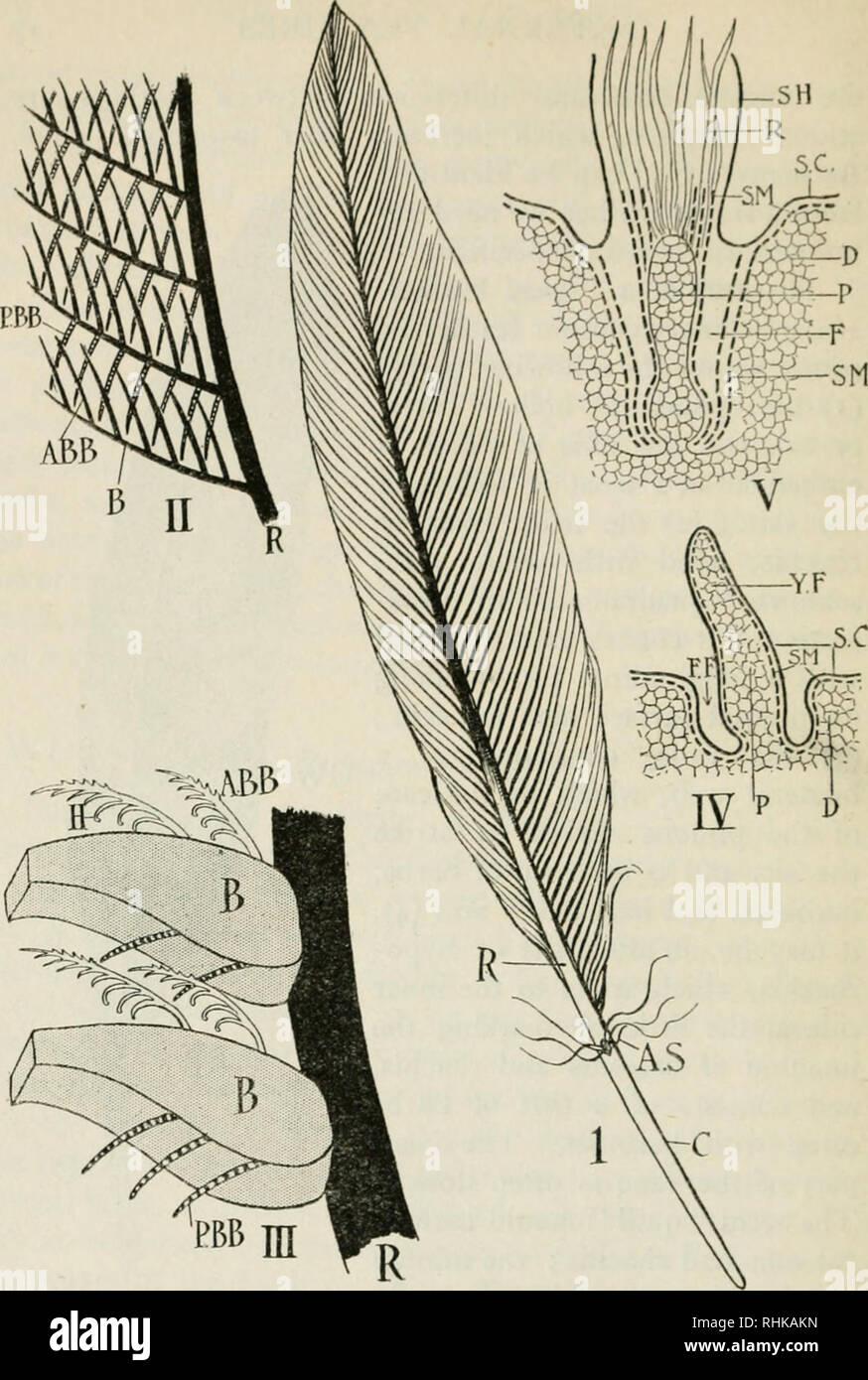 . The biology of birds. Birds. Fig. 2.'—Structure and Development of the Feather (diagrammatic). I. An ordinary pinion; c, calamus or quill; A.S., aftershaft; u., rhachis. II. An enlarged part of the vane; R.,rhachis; B.,barb; a.b.b., an anterior barbule; P.B.B., a posterior barbuie. III. Two barbs (b) enlarged; A,B.B., an anterior barbuie; h., book- lets ; P.B.B., a posterior barbuie. IV^. An incipient stage in the de- velopment of a feather; y.f., young feather; p., the internal pulp or dennis; r.F., the feather folUcle; D., the dermis ; s.c, stratum corneum of the epidermis, which forms a s Stock Photo