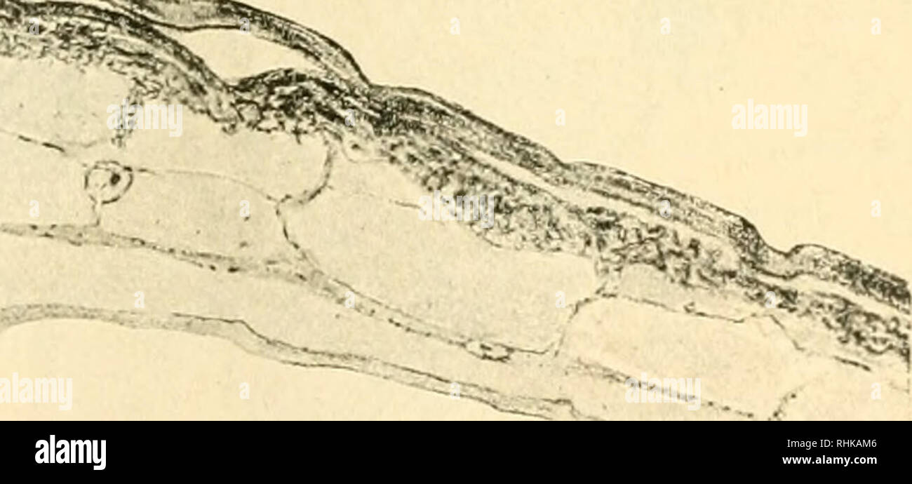 . Biologisches Zentralblatt. Biology. i^^r-ru-vr â &gt;*â¢ &gt;^^. -^tr-^fSf Monographie sclion angegeben hat, ist das Pigment in der Chitin- snbstanz des Ephippiums ditfus verteilt'). Die dunkle FÃ¤rbung 1) Pigmentiert i.'&gt;t aurh die Ã¤uÃere Chitinlanielle der alten Schale, soweit sie das Ephippiuni Ã¼berlagert und teilweise, aber viel schwÃ¤cher, das entsprechende StÃ¼ck der inneren Chitinlanielle der alten Schale. Die erstgenannte Lamelle ist auch ein wenig verdickt. Ganz Ã¤hrdiche VerhÃ¤ltnisse finden wir bei den meisten Lynceiden und bei einigen Daphnidengattungen (Alona, Makrothrix, F Stock Photo