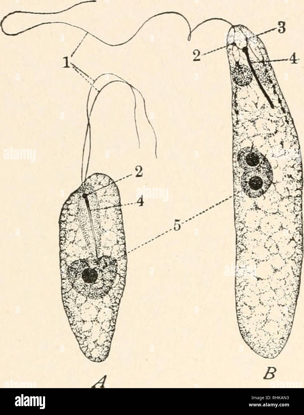 Biology Biology 54 Organisms Of One Cell Dragged Along By The Vigorous Lashing Of The Water By These Flagella And Turning Round And Round On Its Long Axis As It Moves