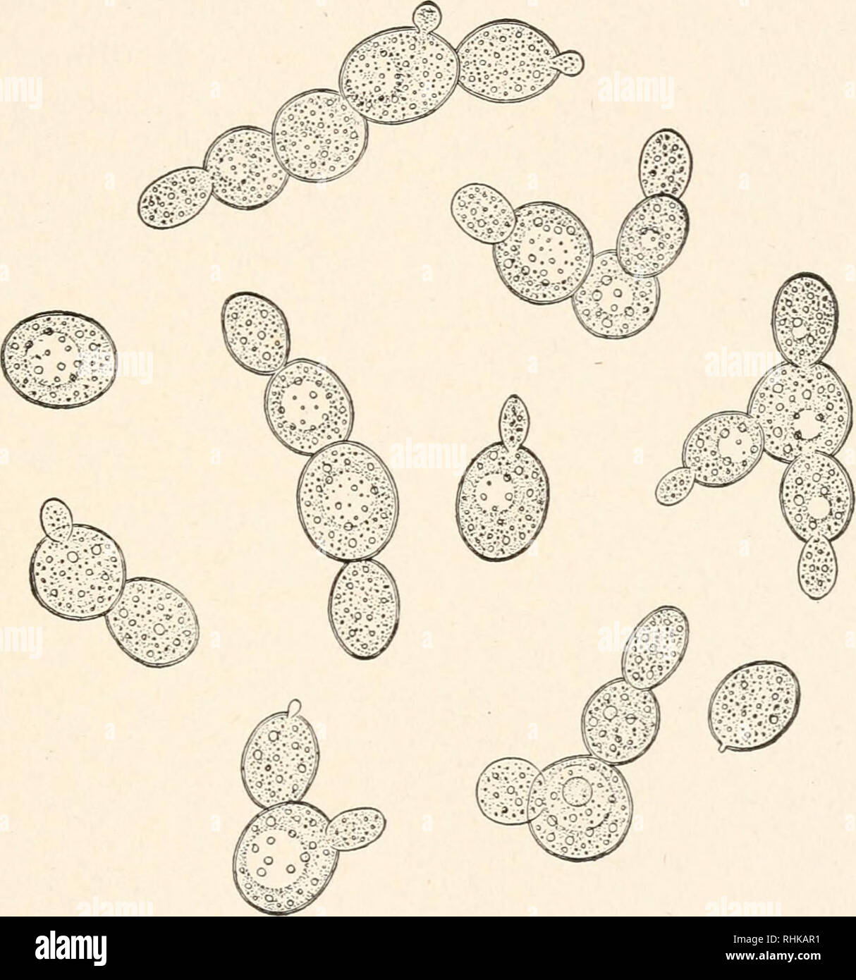 Budding yeast hires stock photography and images Alamy