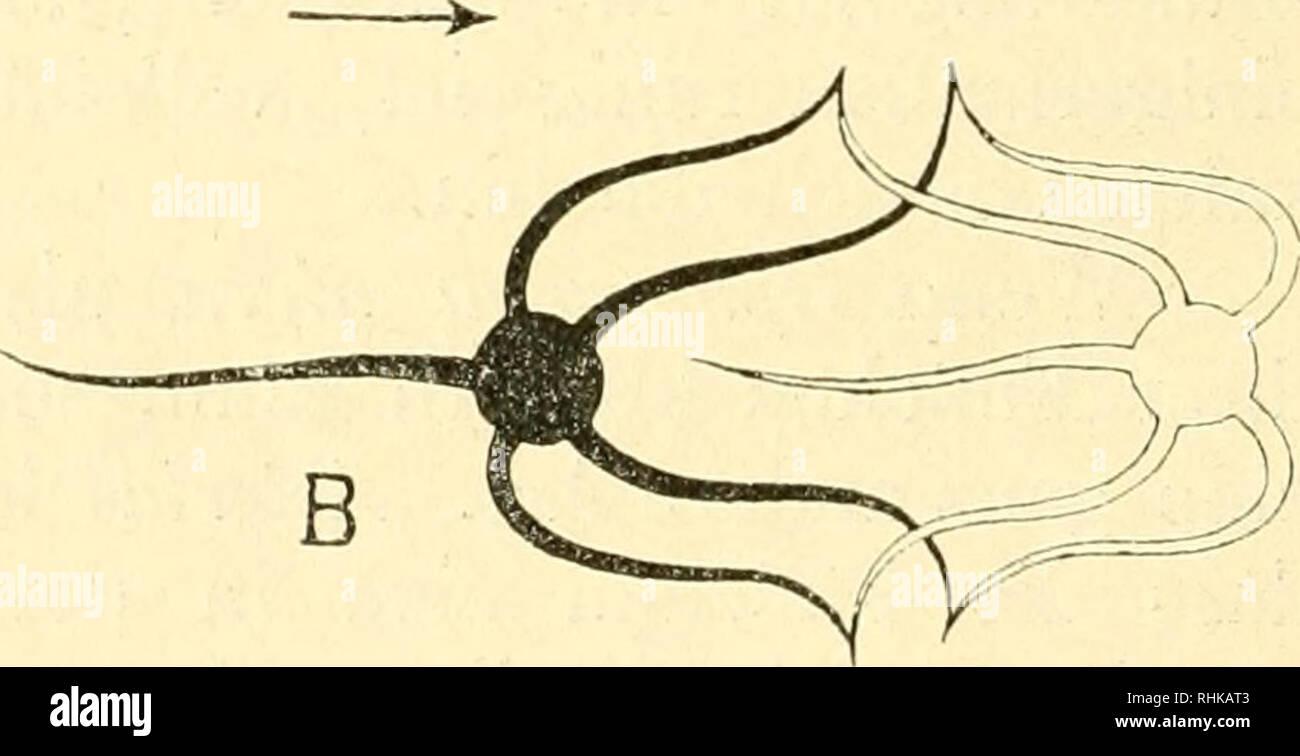 . Biologisches Zentralblatt. Biology. Fig. 1. •Fig. 2. (yphiocoma nigra '/j. Photographic eines unter Ätherwasserbetäubung ge- töteten Exemplars. Schema der Lokomotion einer Ophiura, A mit einem, B mit zwei Arni- paaren kriechend. Der nur konturiertc Schlangenstern bezeichnet die Lage nach dem Sprunge. mungen nach beiden Seiten die Entfernung zwischen der Scheibe und der festen Armspitze. Diese beiden verschiedenen Bewegungs- arten der Arme lassen sich übrigens in Wirklichkeit nicht scharf unterscheiden. Oft tritt eine Kombination derselben in der Weise ein, dass sich, wenn drei Arme vorgestre Stock Photo