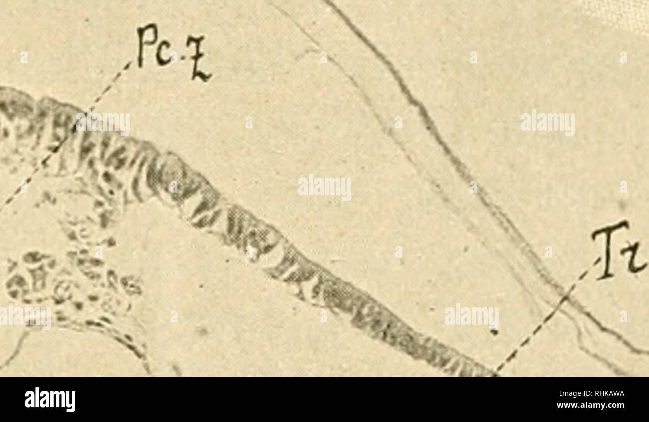 Vier organe hires stock photography and images Alamy