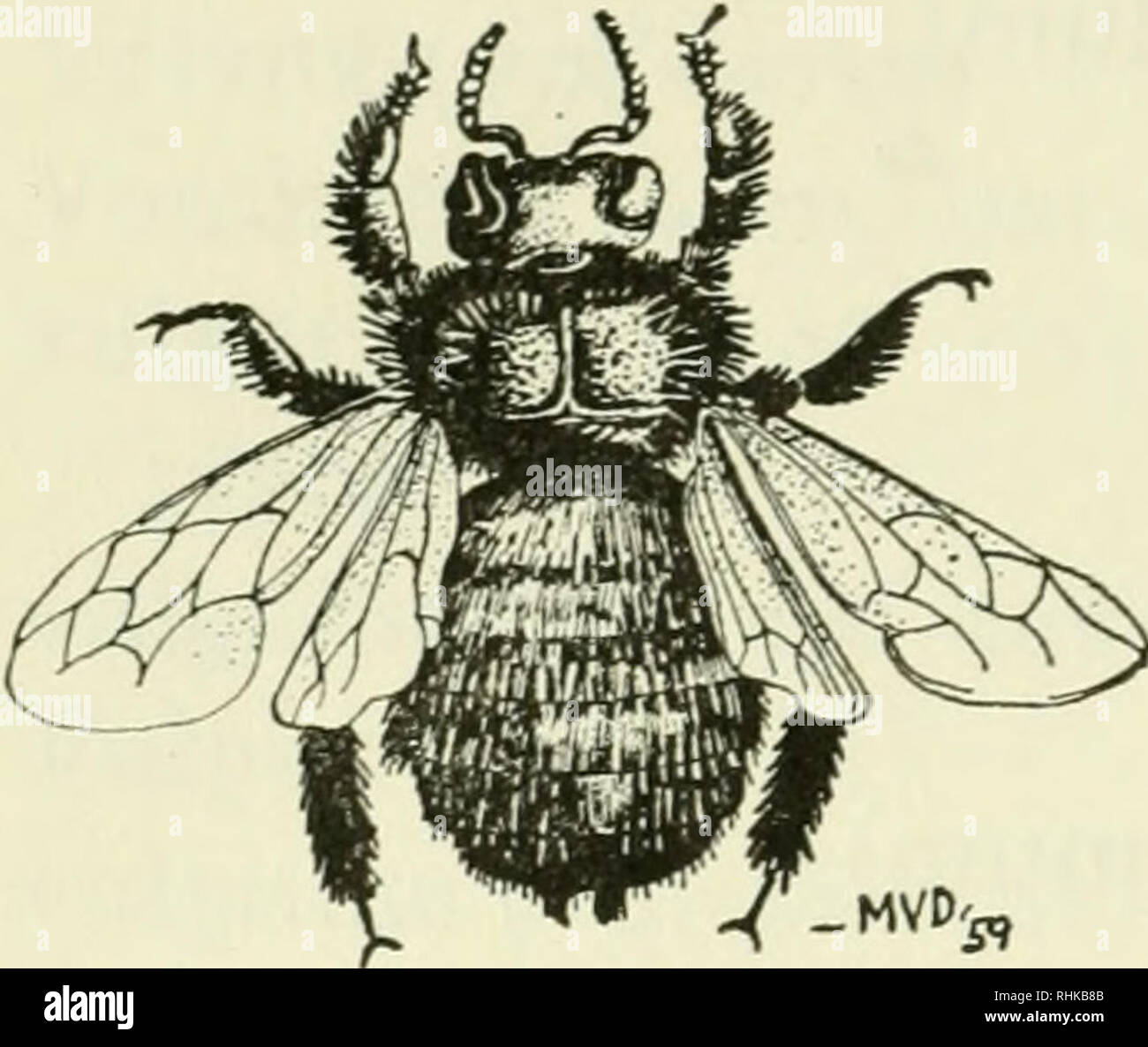. The biologist's handbook of pronunciations. Biology. 316 XYRIS. -MVD-, Xylocopa &lt;Gr. xylos, wood+tomo, to cut. Generic name of the wood cutting bees. Pronounced: zl-lok'-o-pa, not zl-lo-ko'-pa. Xyris* (zl'-ris, zir'-is) Xysticus (zis'-ti-kus) yolk (yok, yolk) Yponomeutidae (ip-o-no-mut'-i-de) Yucca (yu'-ka) Zaglossus (zag-los'-us, zag-lo'-sus) Zaitha (za'-tha) Zalophus (zal'-o-fus) Zamenis (zam'-e-nis) Zamia (za'-mi-a) Zanclus (zang'-klus) Zanonia* (za-no'-ni-a) Zapus (za'-pus) Zea* (ze'-a) Zelotes (ze-lo'-tez) Zenobia* (zen-o'-bi-a) Zephyranthes* (zef-i-ran'-thez) zerda (zer'-da) Zeus (z Stock Photo