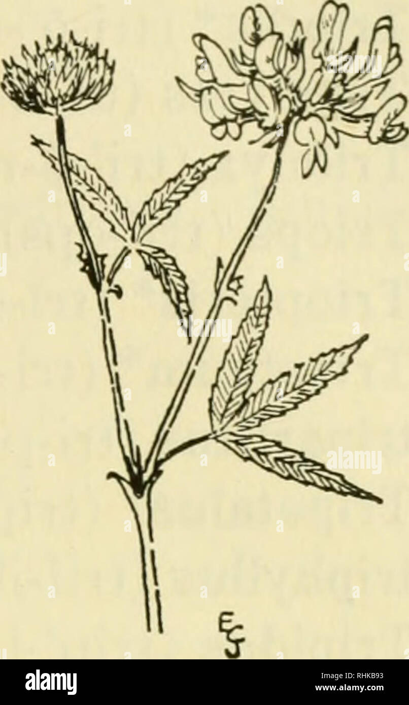 . The biologist's handbook of pronunciations. Biology. TRIGAMY 301 Trifolium &lt;L. trifolium, trefoil, a &quot;three leaved grass&quot; &lt;tri (Gr. tris) three times+/oJtM7w, leaf. Pronounced: trif-ol'-i-um. Often pronounced trl-fo'-li-um.. trigamy (trig'-a-mi) Triglochin* (trig-lo'-kin) Triglossum* (trig-lo'-sum, trl-glo'-sum) triglumis (trl-glum'-is) with three glumes. Trigonella (trig-6-ner-a) trigonal (trig'-o-nal) trigone (trl'-gon, trl'-gon) Trigonia (trig-o'-ni-a) Trigonocephalus (trig-6-no-sef'-al-us) trigonophyllus (trig-o-no-fiT-us) three-angled leaf. trigynus (trij'-i-nus) three-p Stock Photo