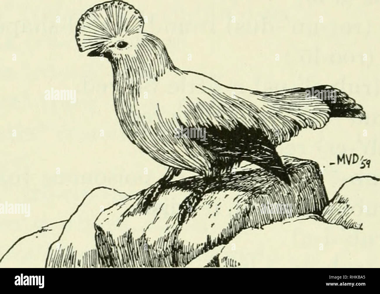 Page 2 Ko Pi Pi High Resolution Stock Photography And Images Alamy