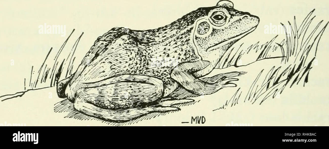 . The biologist's handbook of pronunciations. Biology. 252 RALLUS Rallus (ral'-us) ramentactaceus (ra-men-ta'-se-us) ramigerous (ram-ij'-er-us) ramose (ra'-mos, ra-mos') ramosus (ra-mo'-sus) with many branches, branch- ing. ramulosus (ra-mu-lo'-sus) full of branches or twigs. ramus (ra'-mus, pi. ra/-ml) Rana (ra/-na). Rana <L. rana, a frog. Pronounced: ra'-na, not ra'-na. Ranatra (ran'-at-ra) Rangifer (ran'-ji-fer) Raniceps (ran'-i-seps) Ranidae (ran'-i-de) raniform (ra/-ni-form, ran'-i-form) frog-shaped. Ranunculaceae* (ra-nung-kul-a/-se-e) ranunculoides (ra-nung-kul-o-i'-dez) Ranunculus* Stock Photo